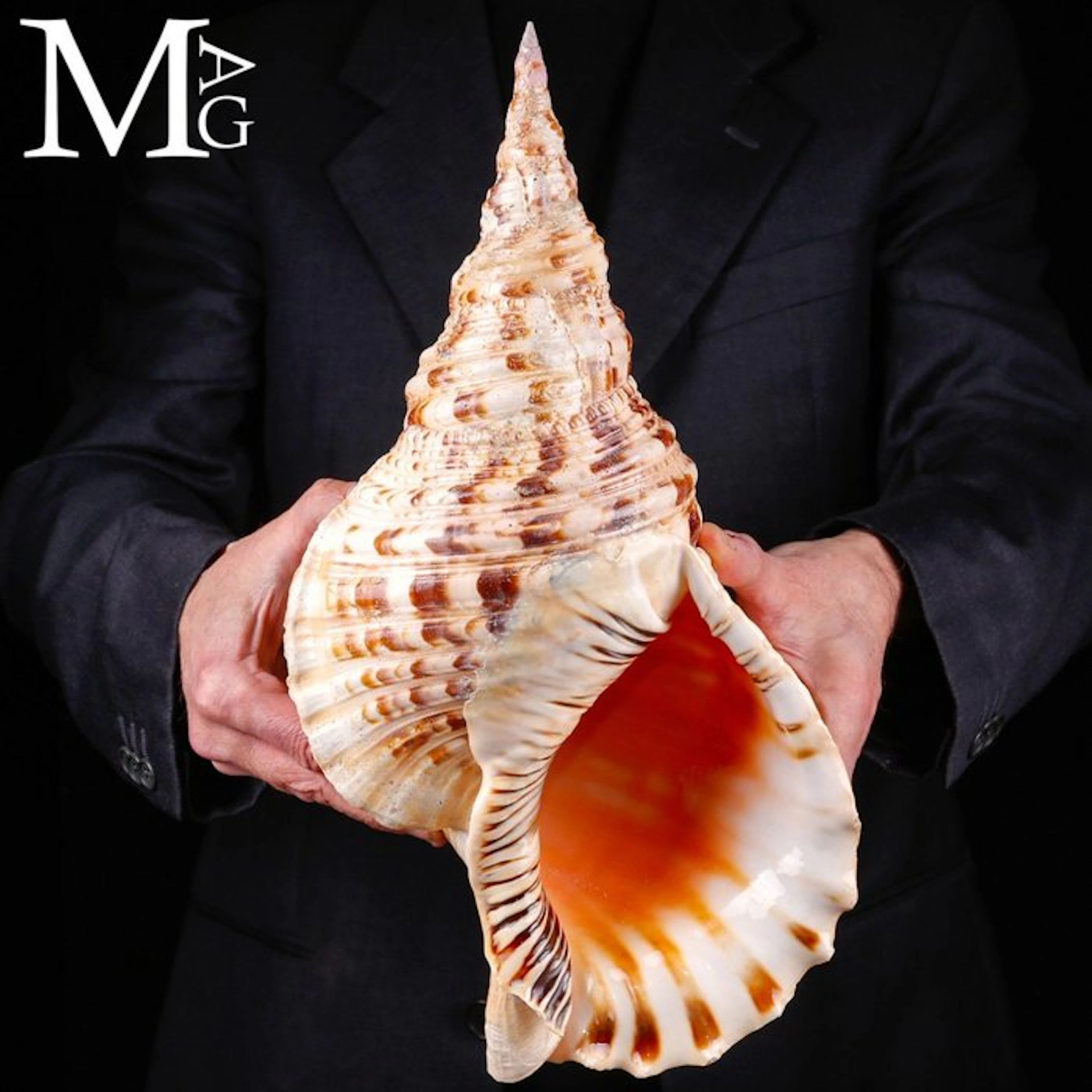 Charonia tritonis – Giant Triton – 416 mm – Vietnam Giant...