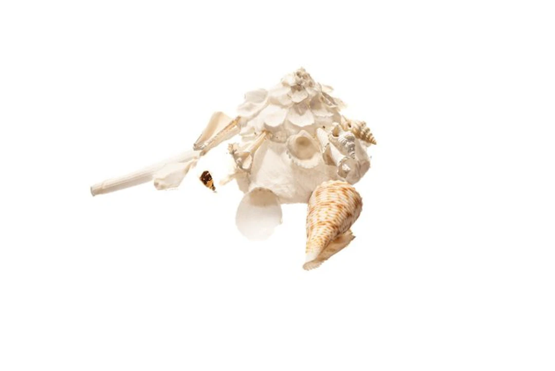 Flawless Xenophora | Snow White Edition with Conus...
