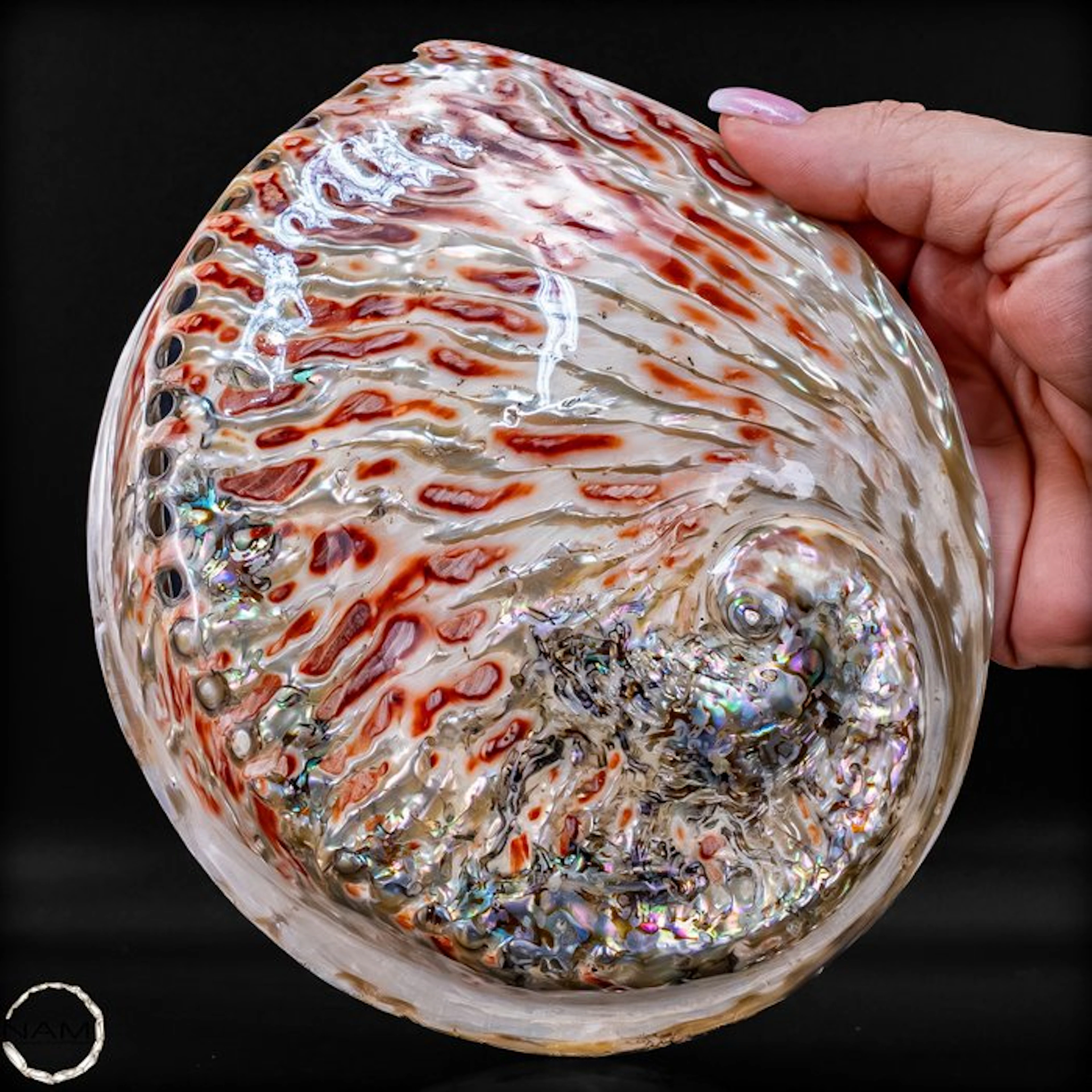 Rare Haliotis rufescens – Fascinating Abalone Shell in a...