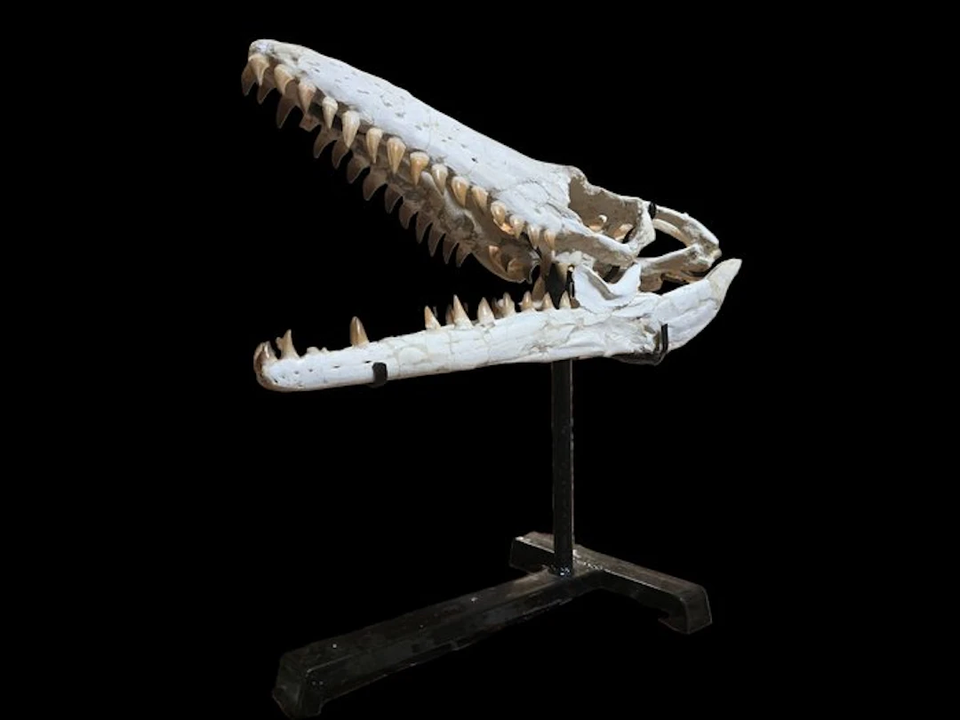 Mosasaur - Fossil skull - 60 cm - 52 cm