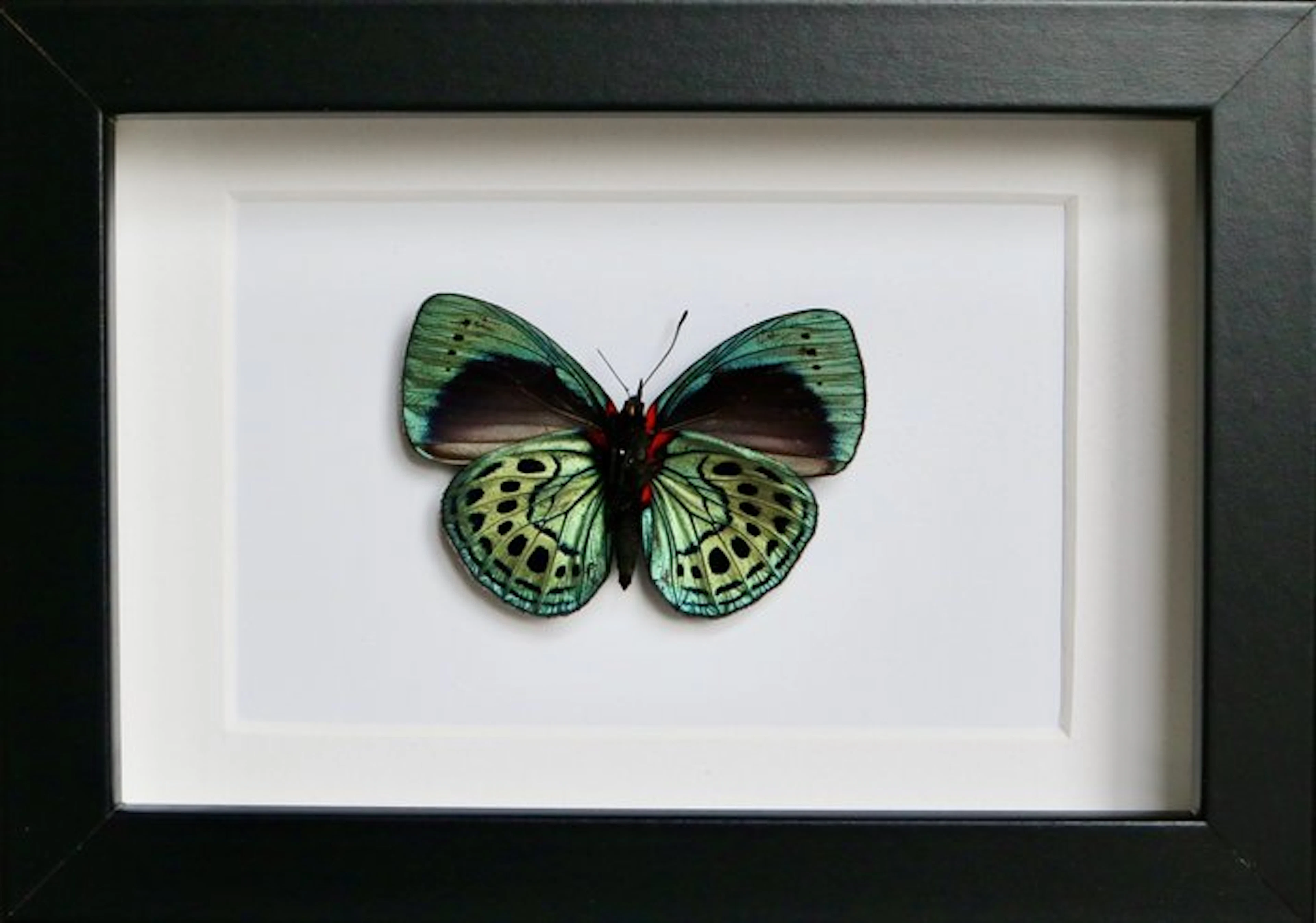 Butterfly Taxidermy full body mount - Asterope leprieuri...