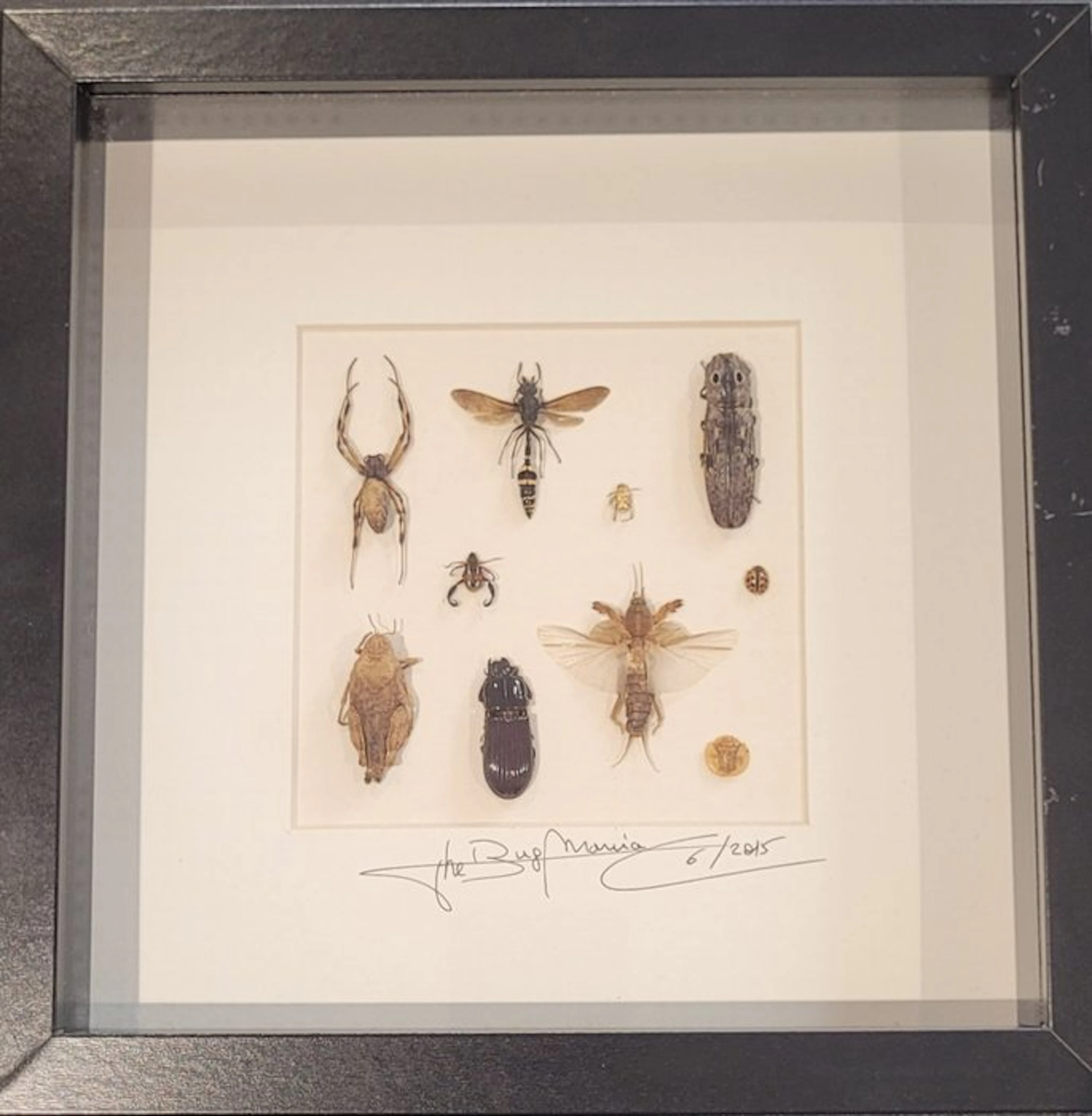 Insect Taxidermy full body mount - Synagris - 25 cm - 25...
