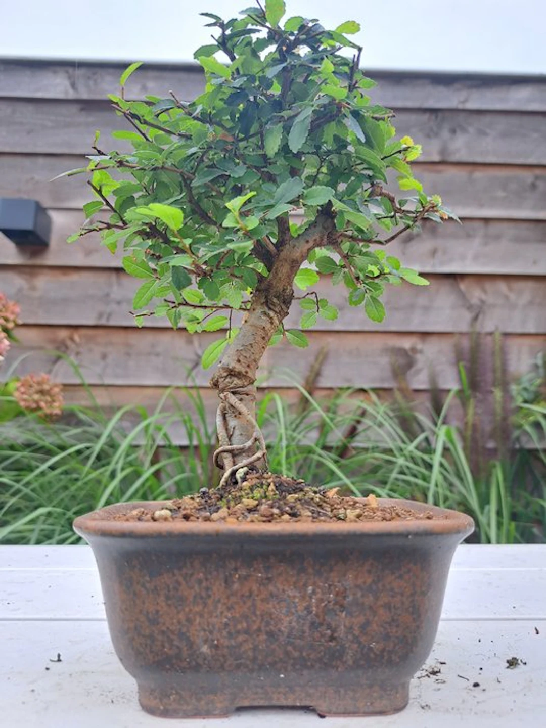 Chinese elm bonsai (Ulmus parviflora) - Height (Tree): 21...