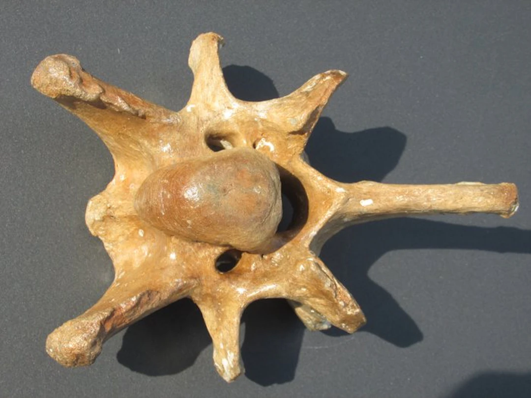 Pleistocene Steppe Bison - Fossil vertebra bone - Bison Priscus
