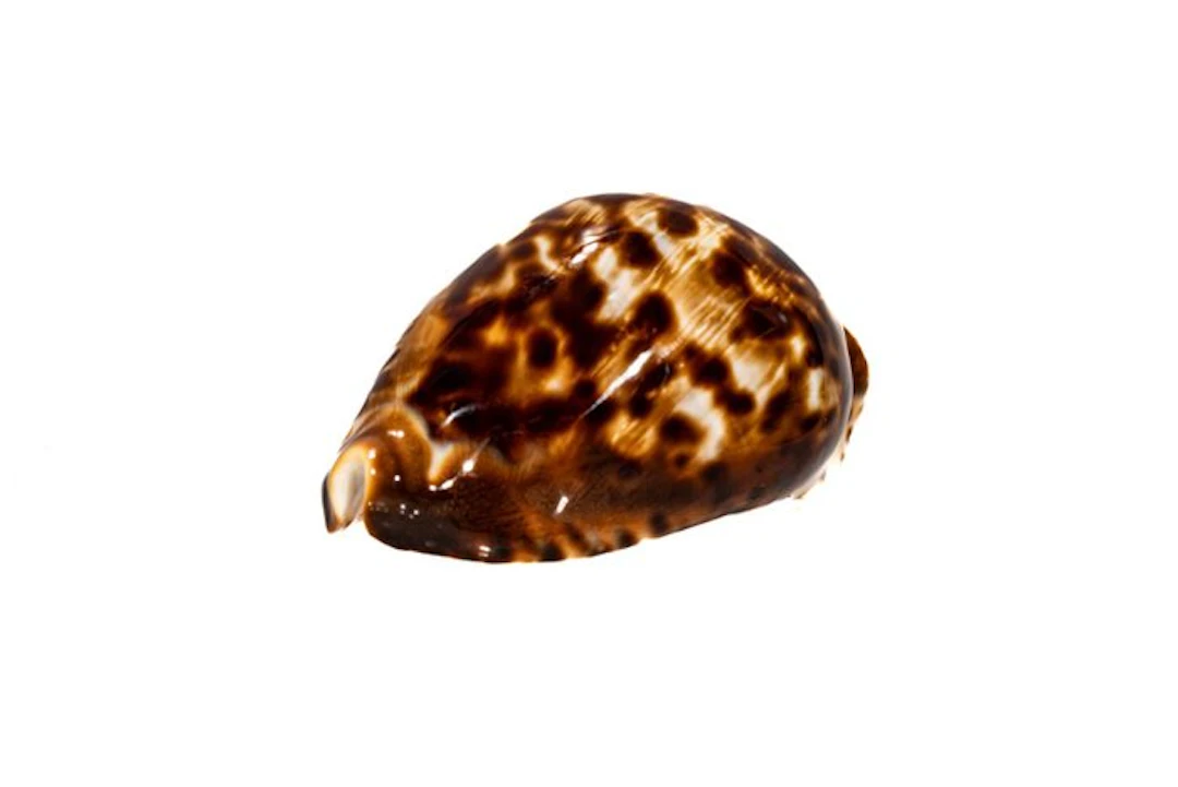 The Jewel of the Cowrie Snails: The Fascinating Story...