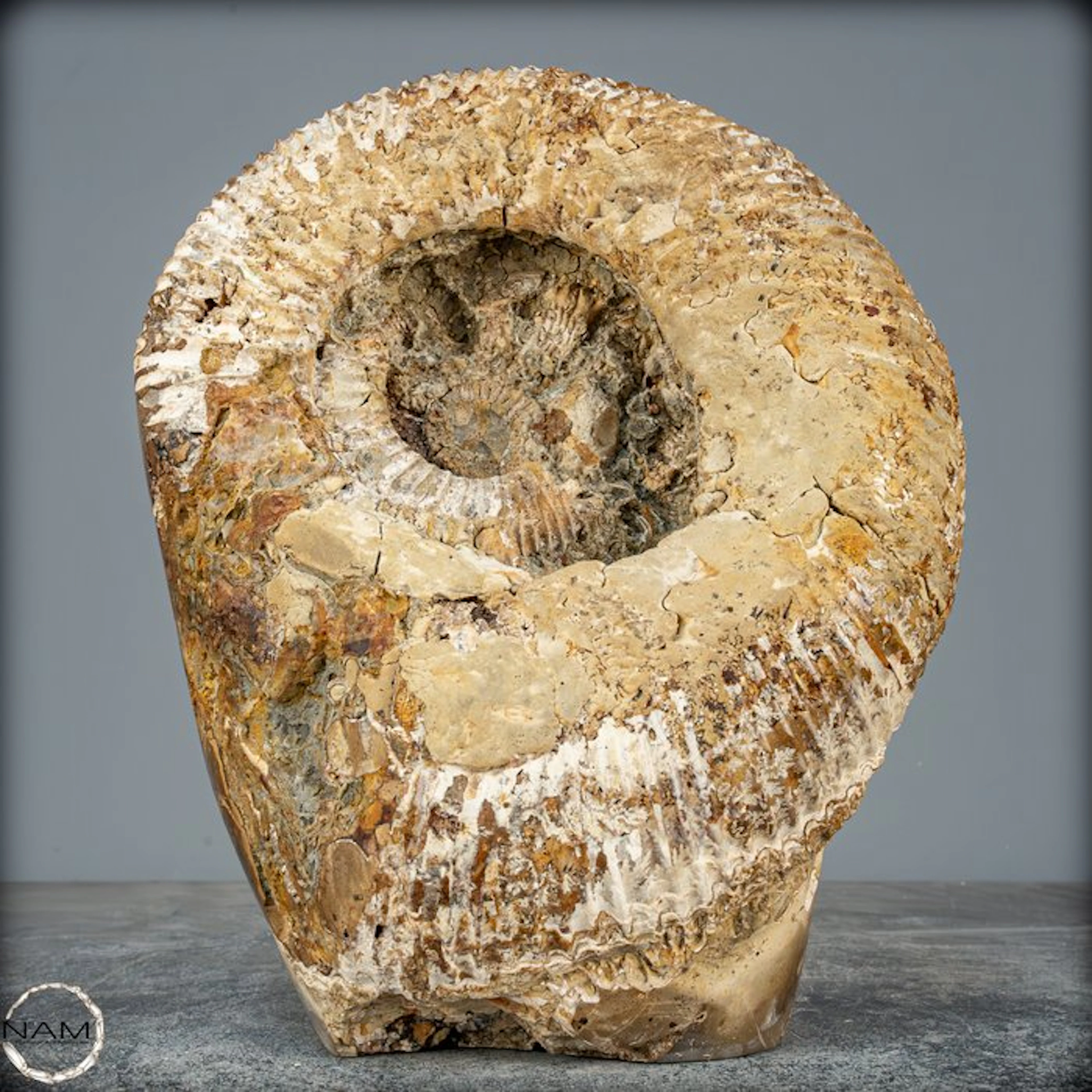 Big fossilized ammonite in septarian-matrix with crinoids. Freeform- 4048.42 g