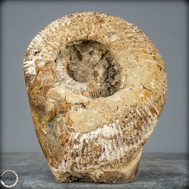 Big Fossilized Ammonite in Septarian-Matrix with Crinoids Freeform- 4048.42 g