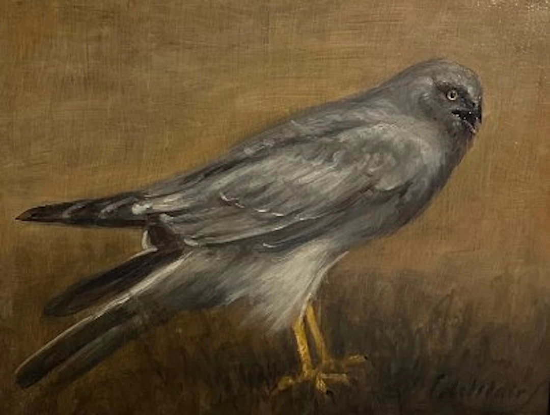 Cornelis Le Mair (1944) - Blauwe Kiekendief