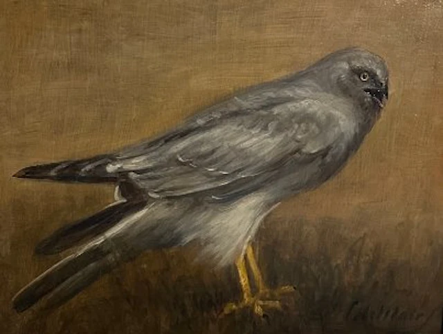Cornelis Le Mair (1944) - Blauwe Kiekendief