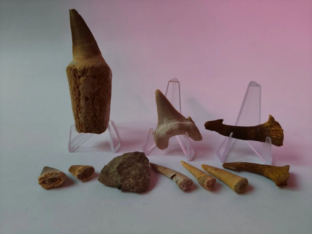 Fossil teeth (No reserve price)