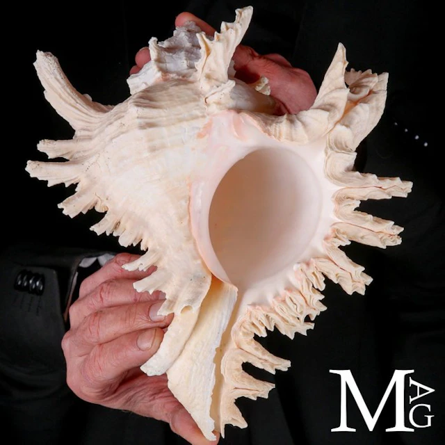 Murex Ramosus – Unique Pinkish Ivory Coloration...