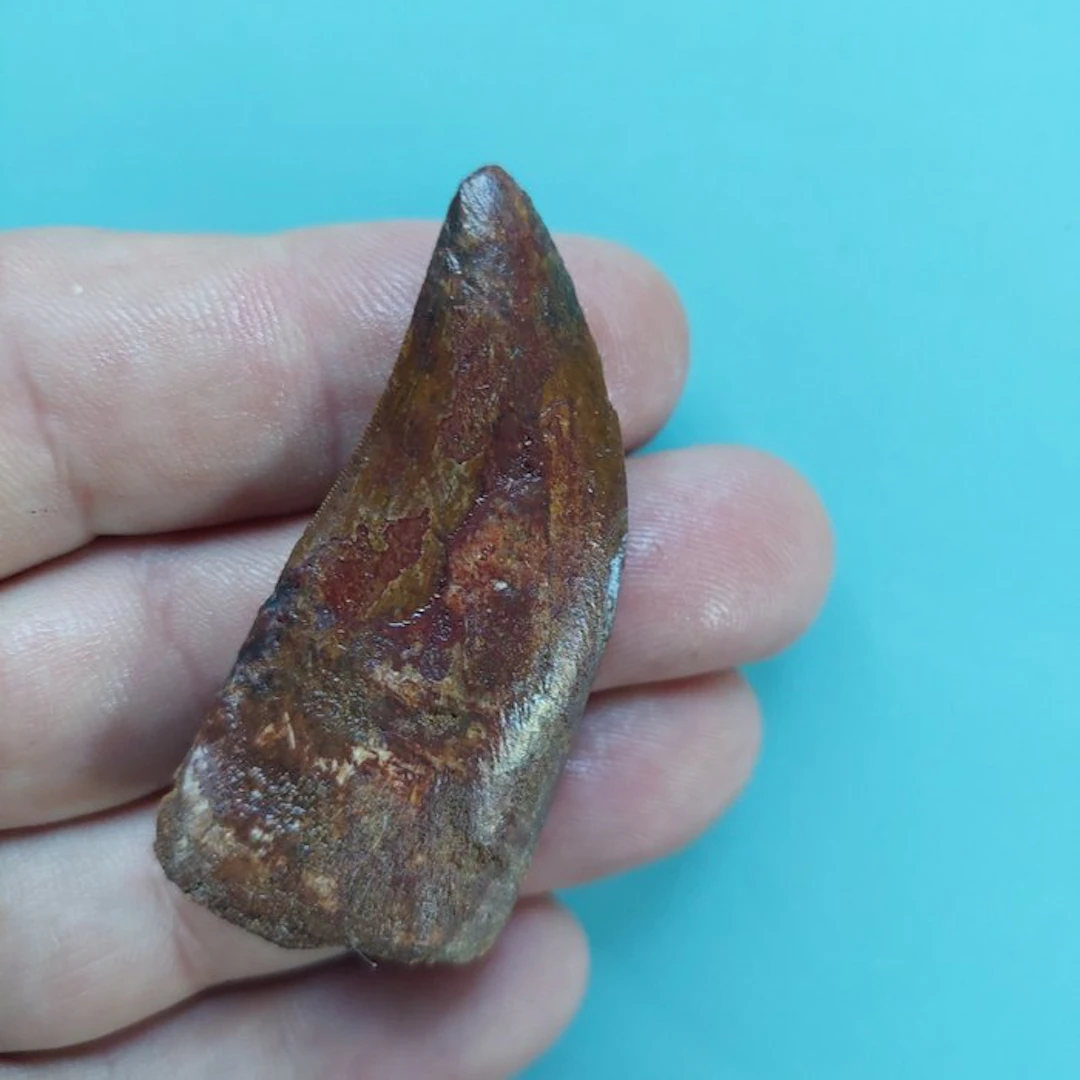 Dinosaur - Fossil tooth - Carcharodontosaurus sp. - 57 mm - 27 mm