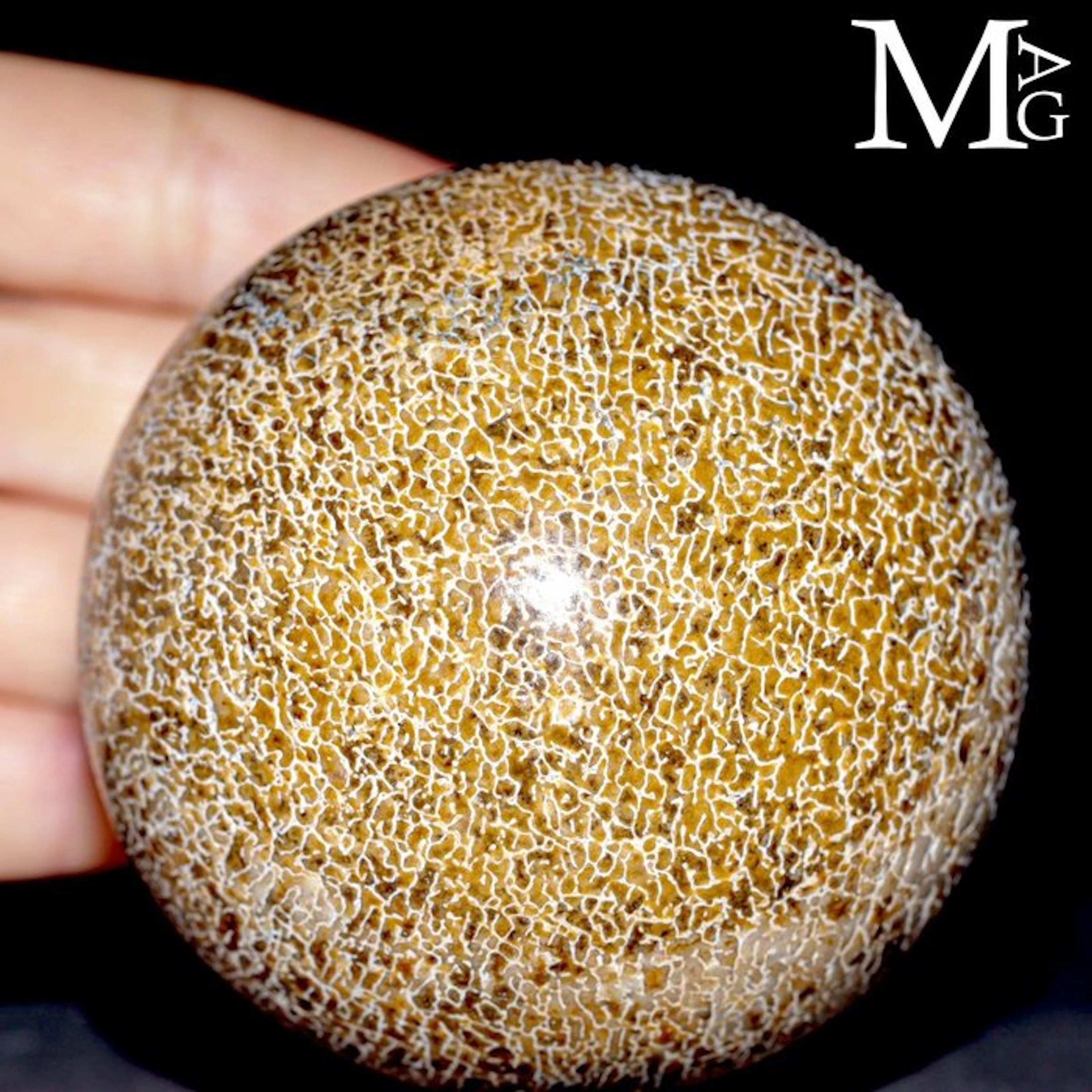 Carved Dinosaur Agatized Bones Dinosaur bone - Height: 75...