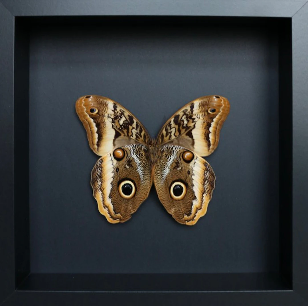 Butterfly Taxidermy full body mount - Caligo atreus - 23...