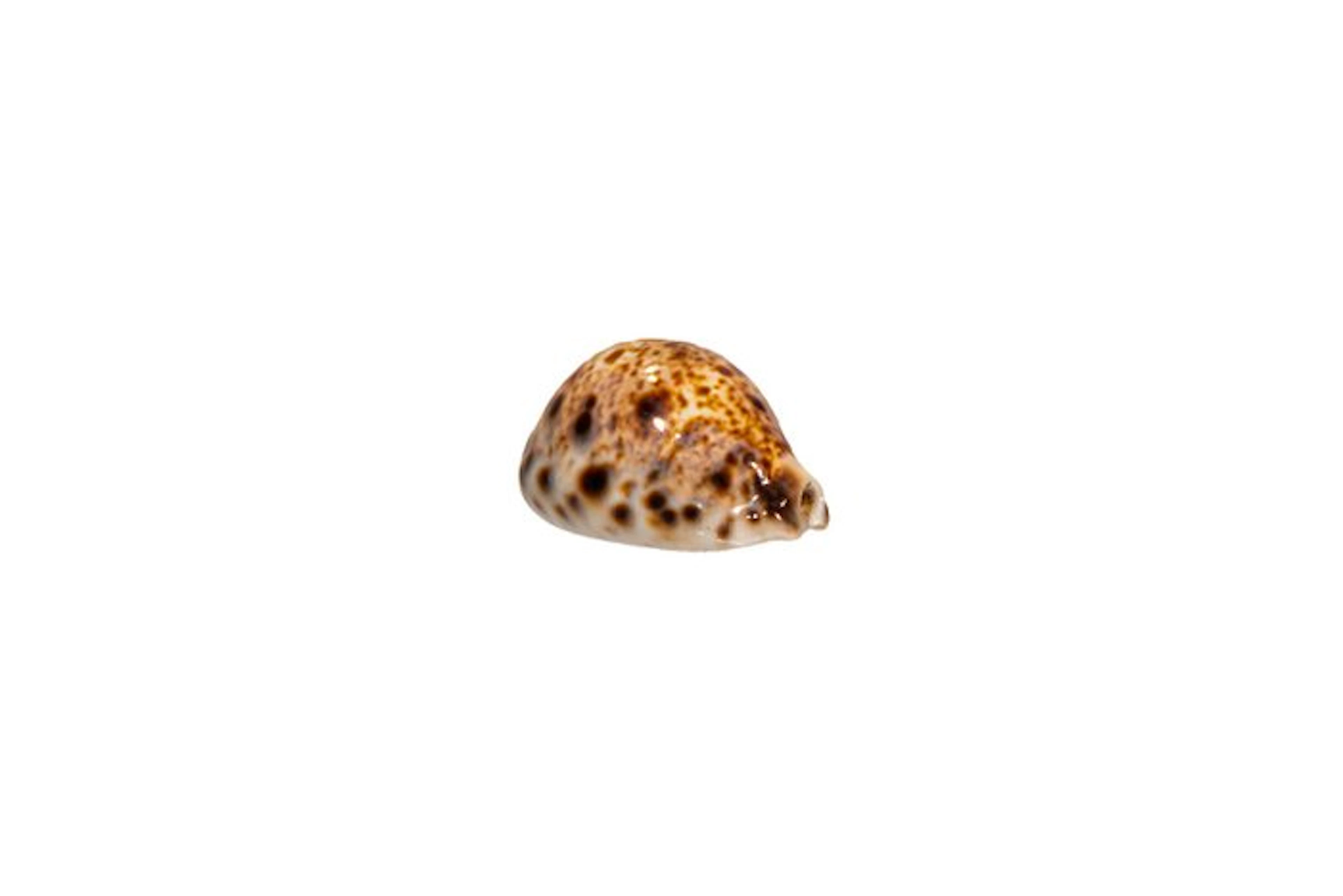 Lynx Cowrie (Cypraea lynx) – Classic work of natural art...