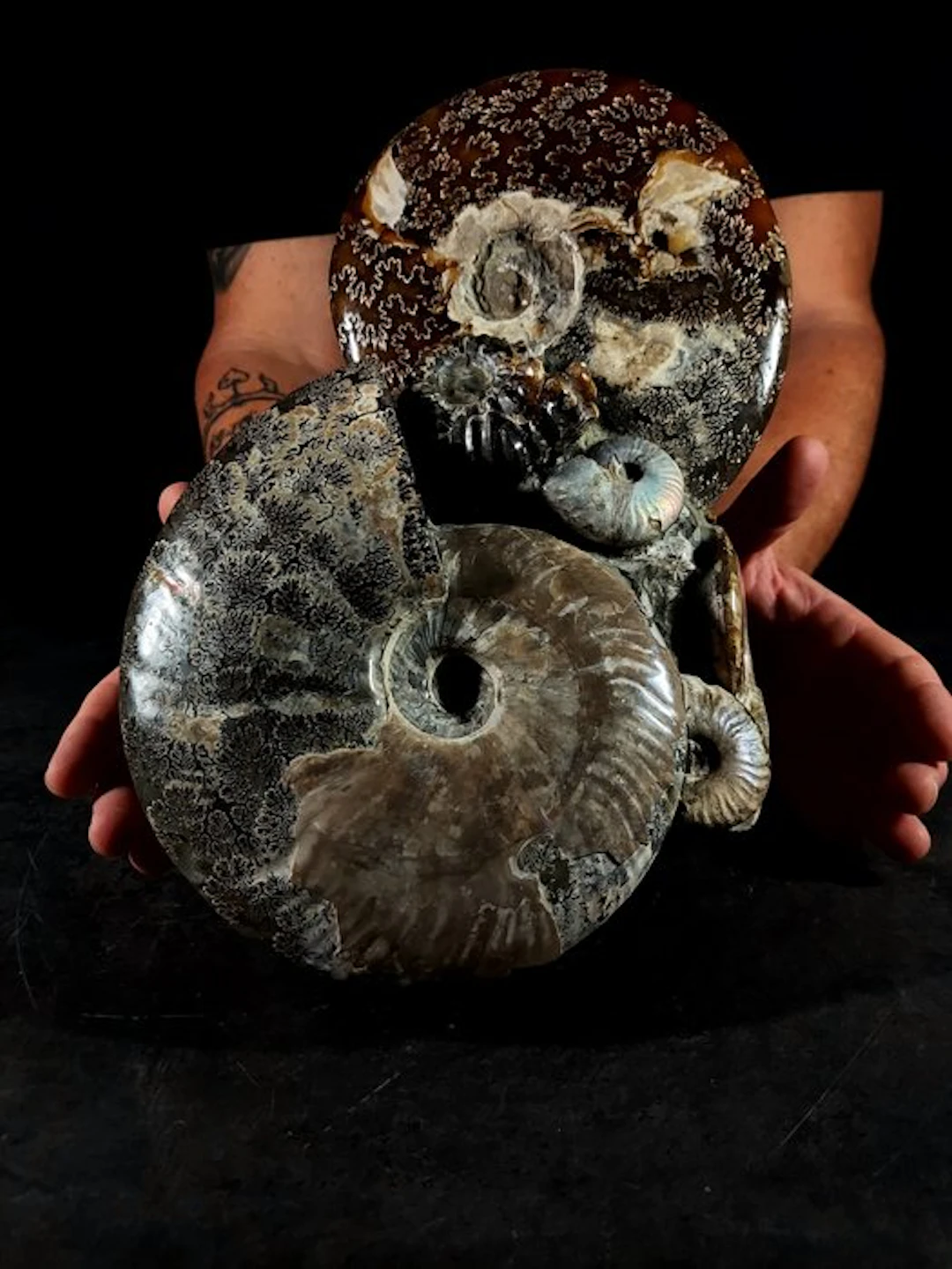 a massive cluster of fossil cephalopods - Fossilised...