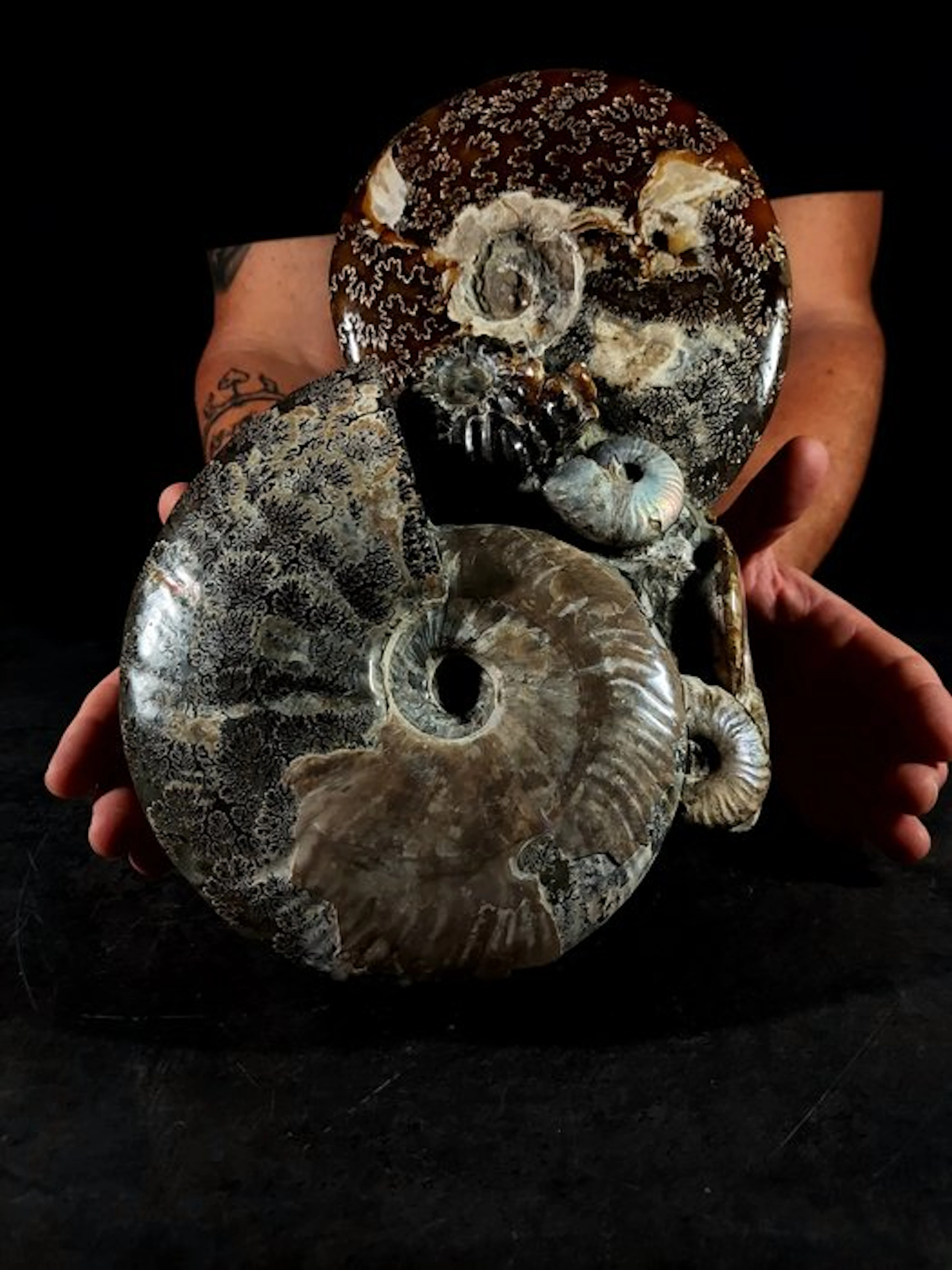 a massive cluster of fossil cephalopods - Fossilised...
