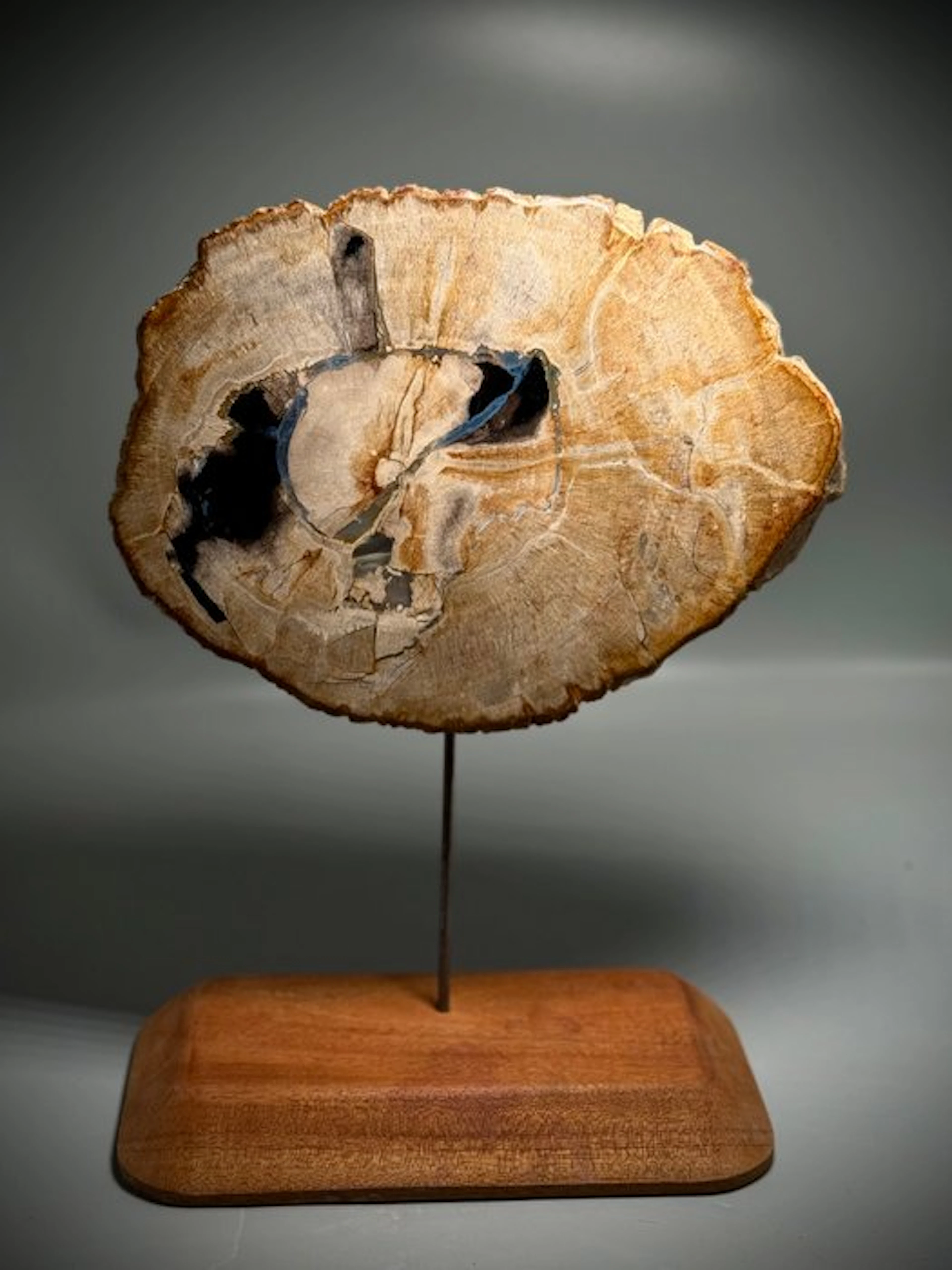 Petrified Tree Fern Wood Slab - Fossilised wood - Wooden display