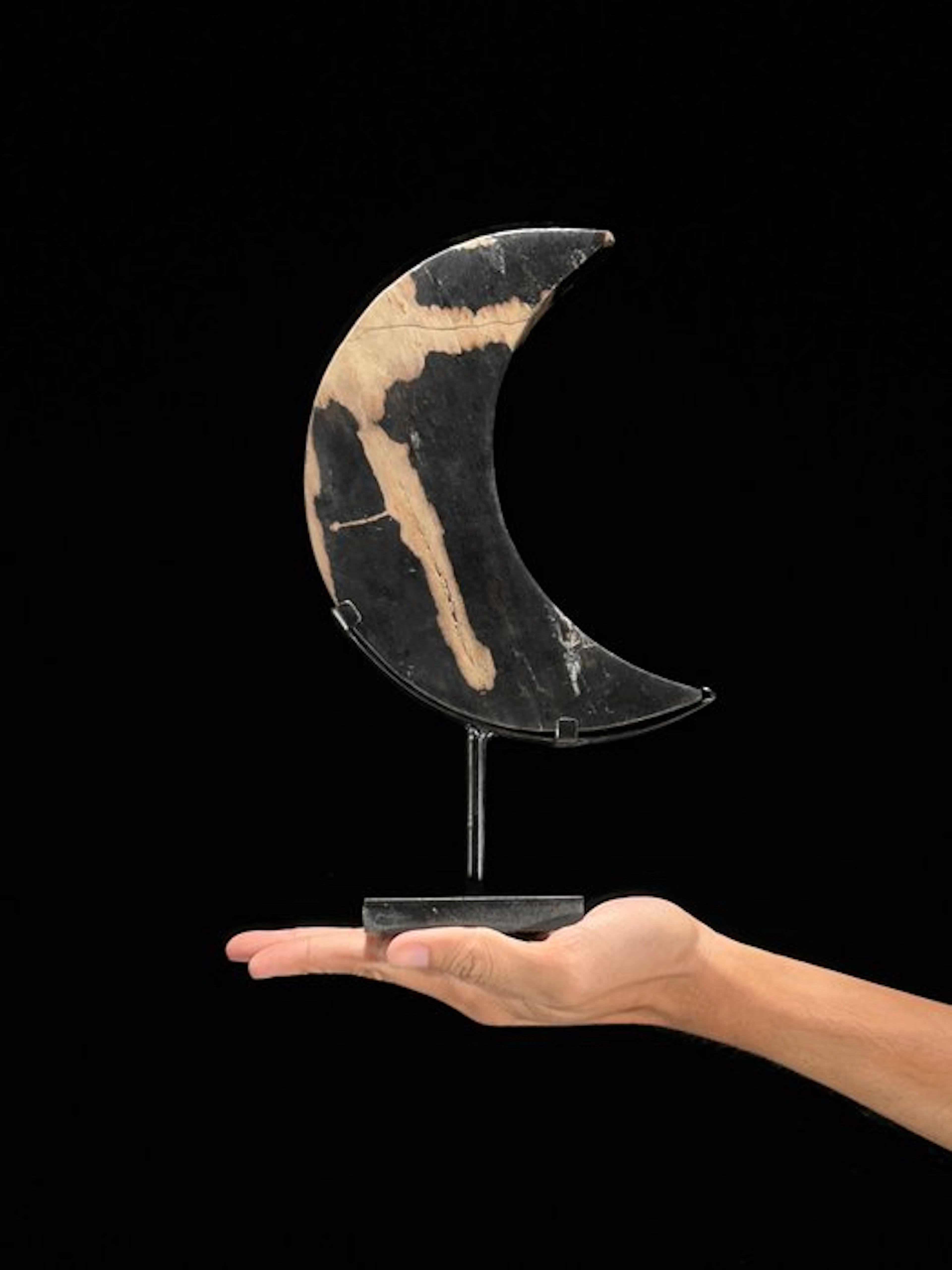 Stunning Petrified Wood Crescent Moon shaped on a custom...