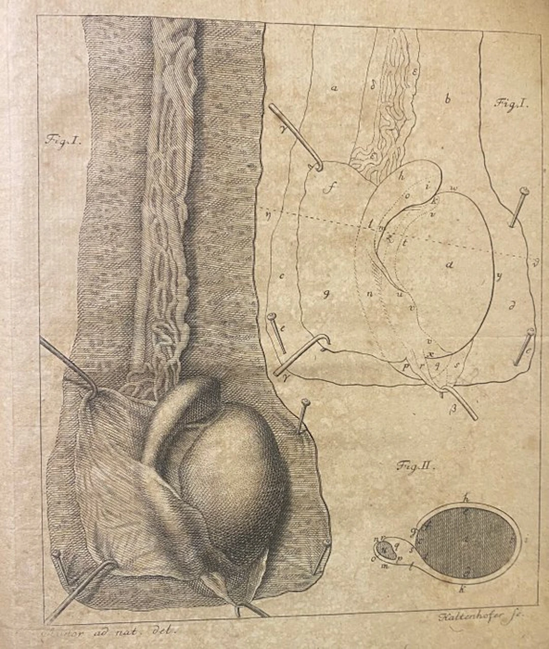 I. E. Neubauer - Dissertatio anatomica de Tunicis...