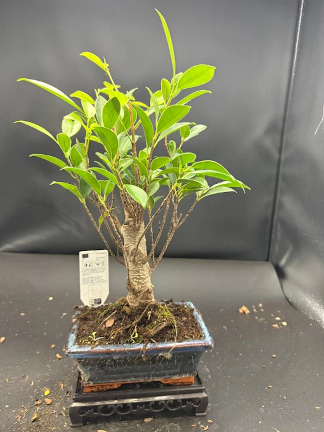 Ficus Microrapa - Height (Tree): 23 cm - Depth (Tree): 12 cm - Netherlands