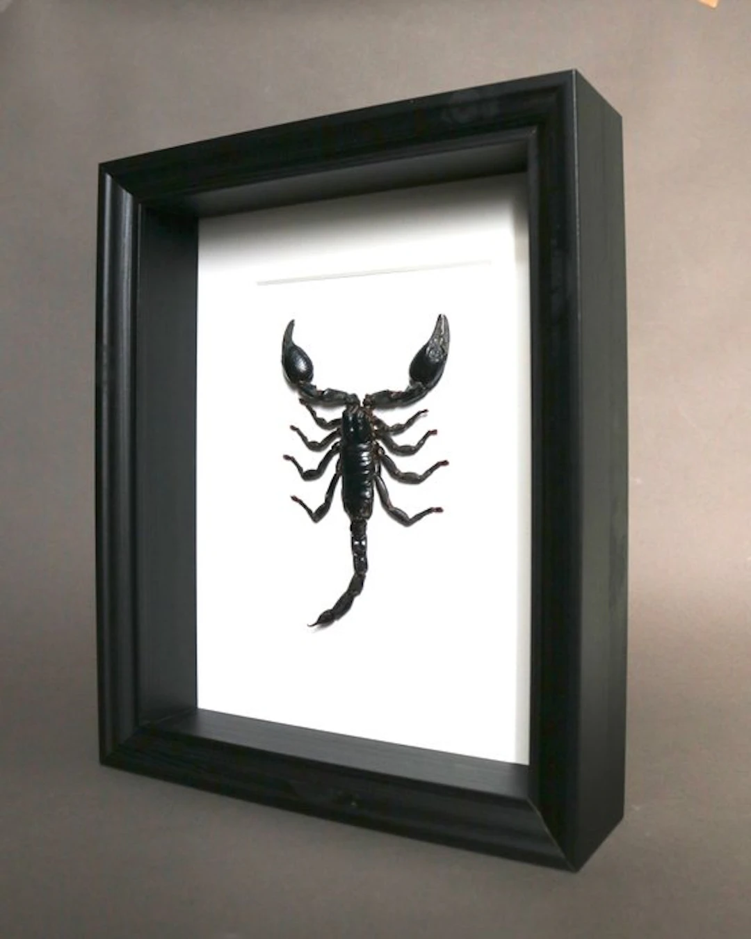 Sea Scorpion Taxidermy full body mount - Heterometrus sp...