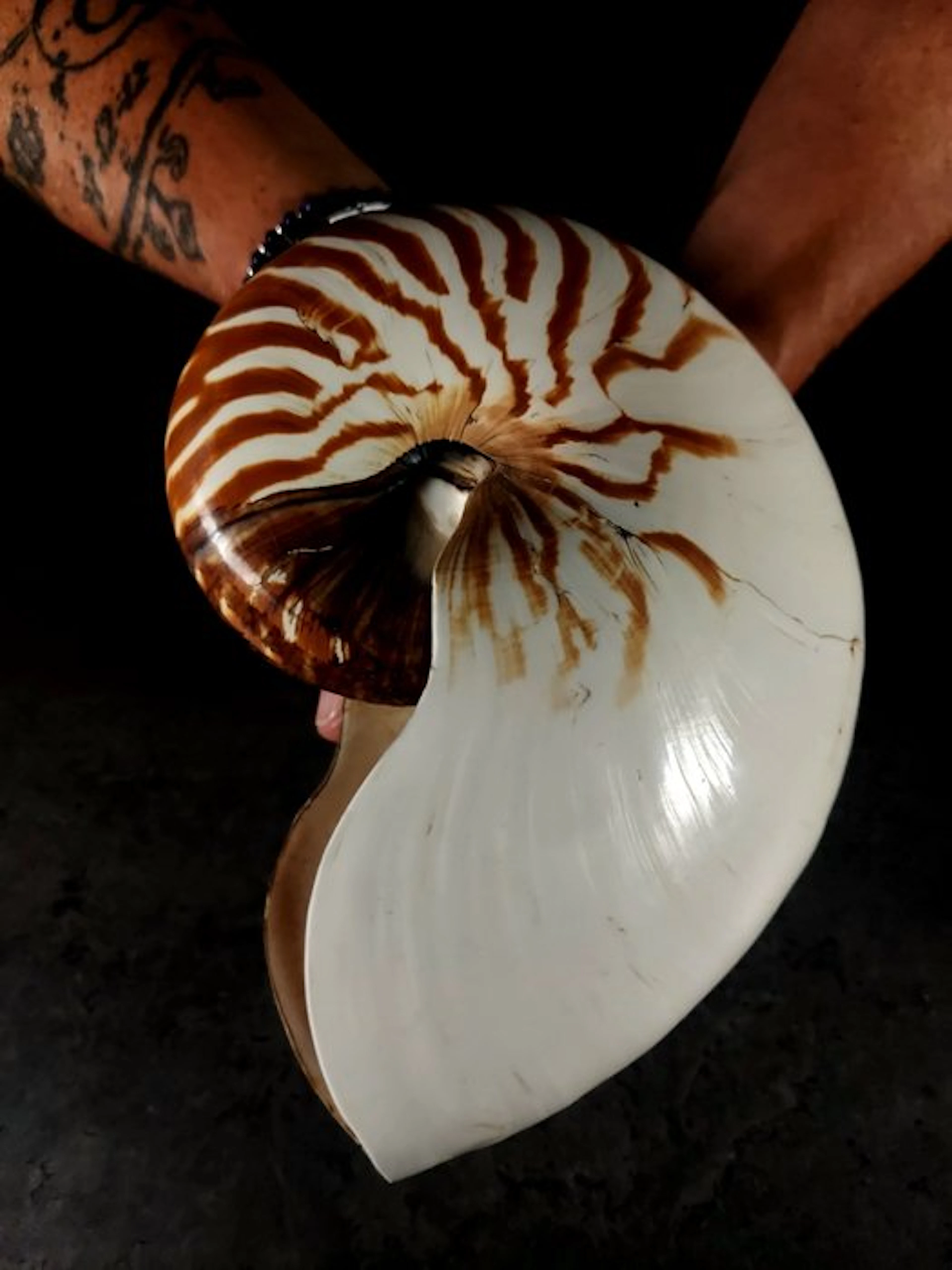 Huge Nautilus from the collection