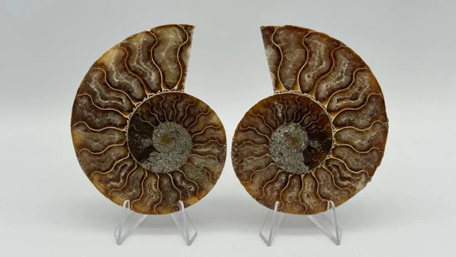 Ammonite - Fossilised animal - Cleoniceras - 93 mm (No reserve price)