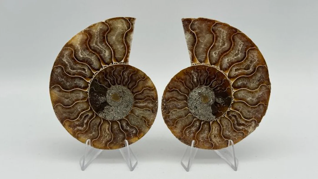 Ammonite - Fossilised animal - Cleoniceras - 93 mm (No reserve price)