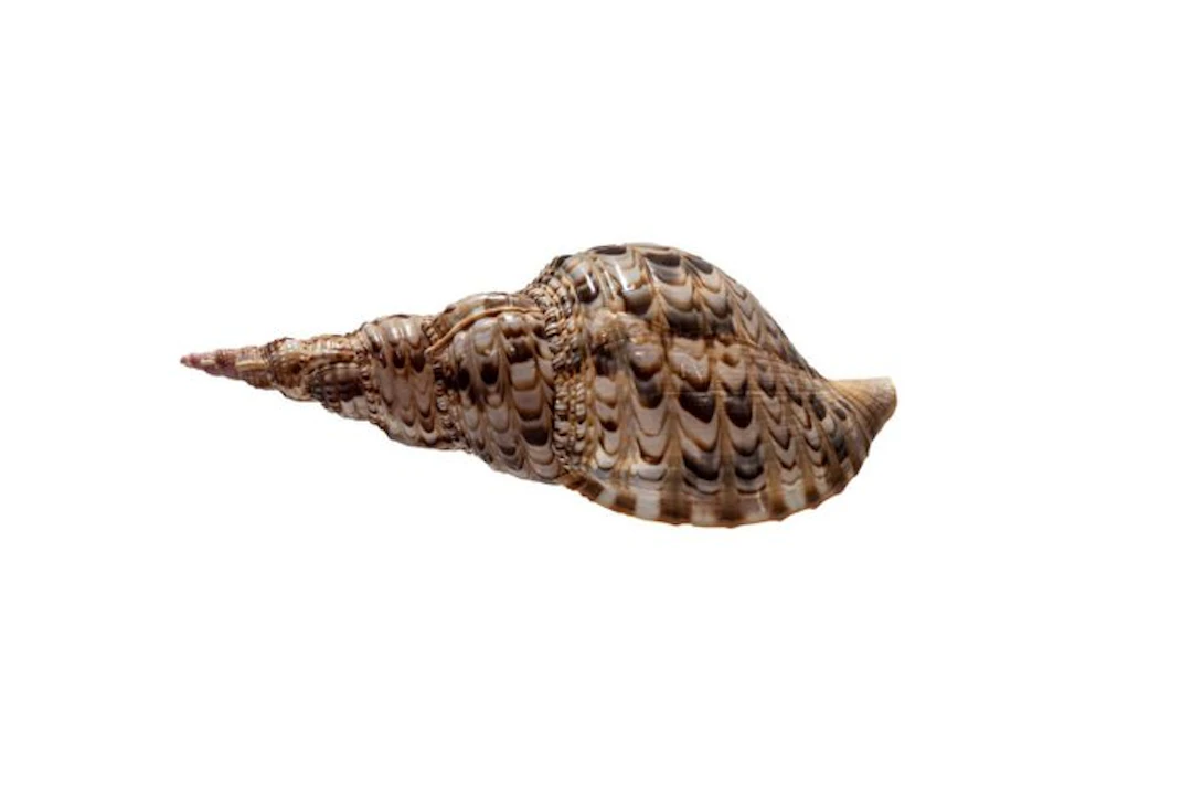 Large Genuine Triton Horn (Charonia tritonis) | Majestic...