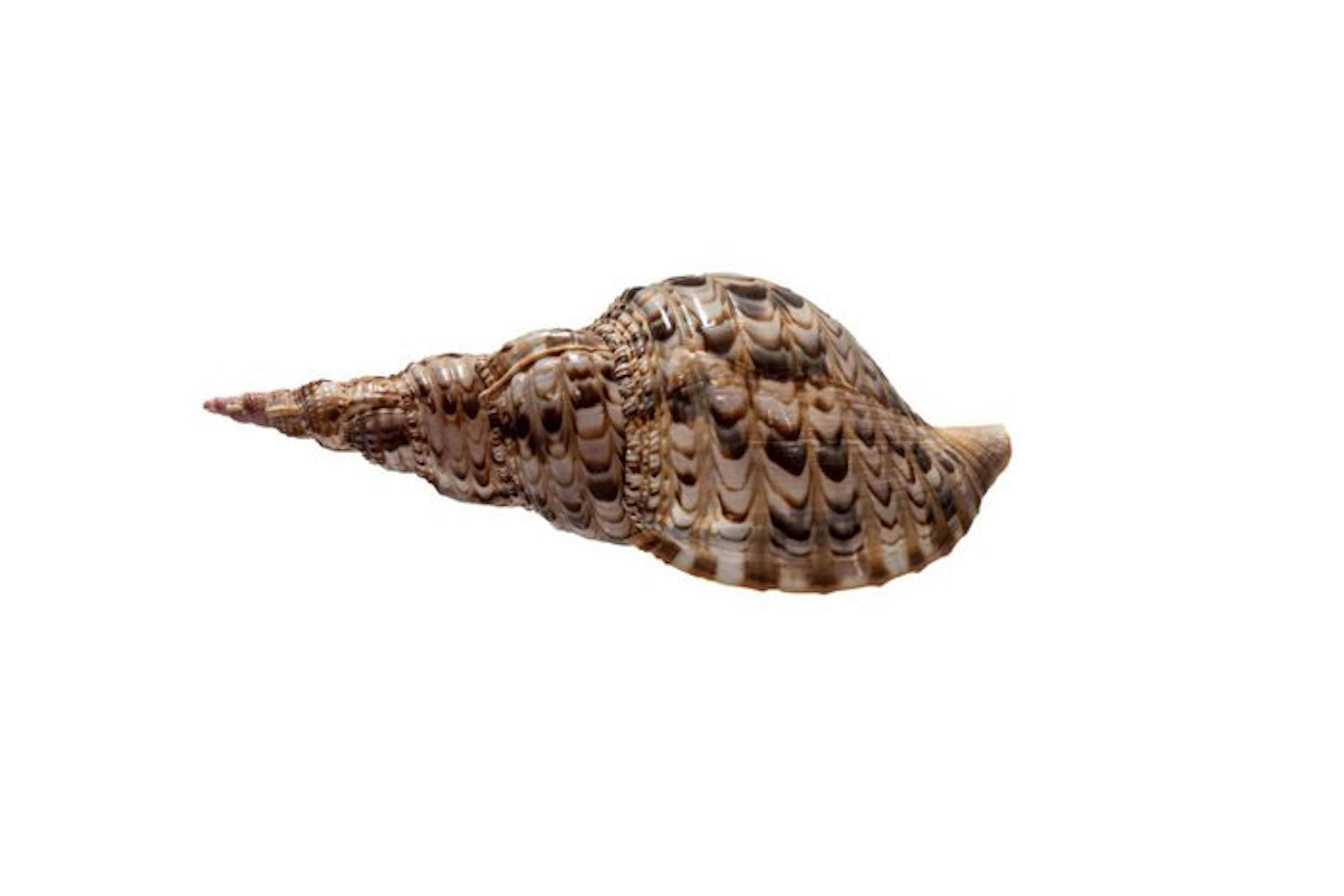 Large Genuine Triton Horn (Charonia tritonis) | Majestic...