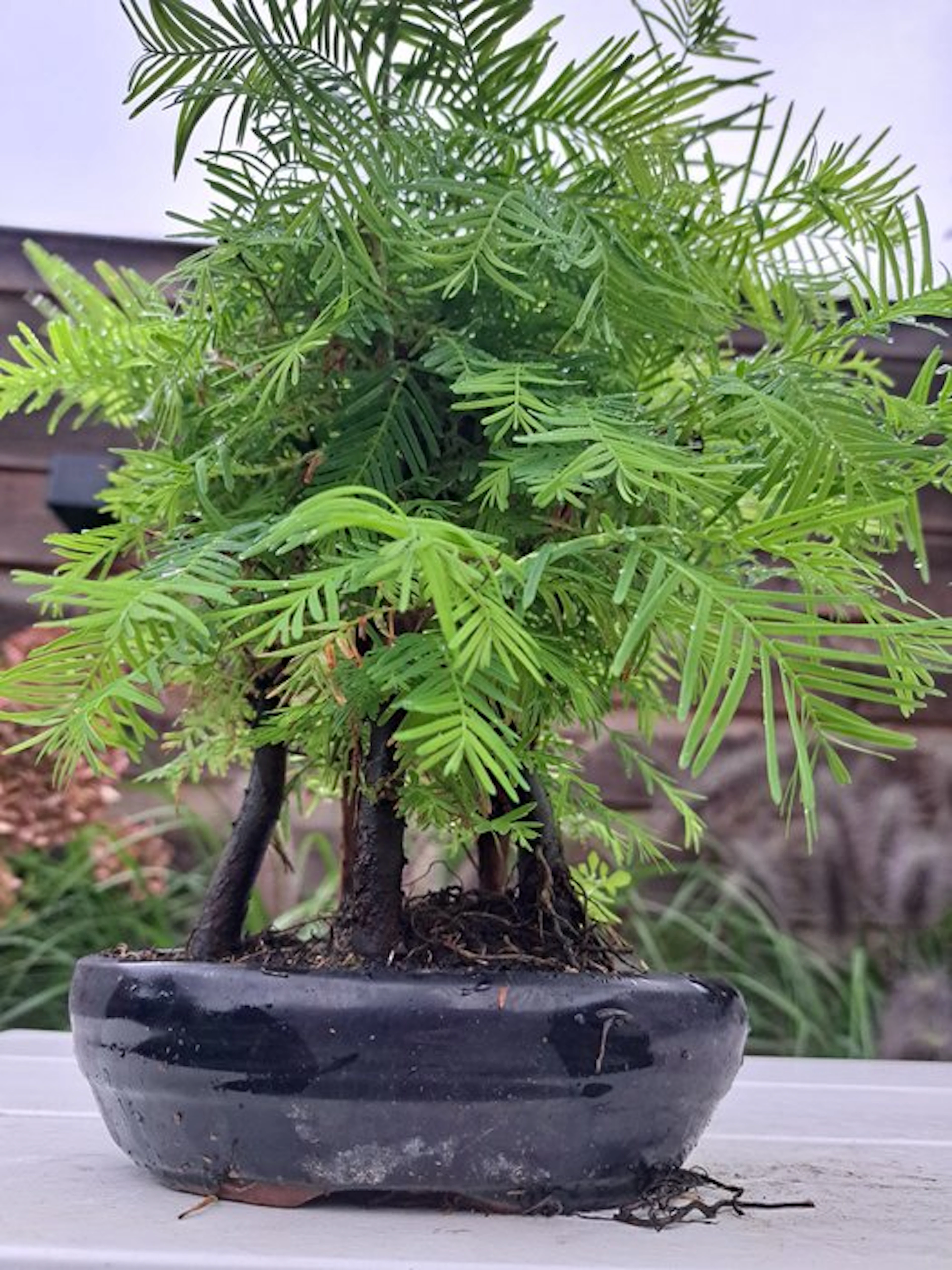 Metasequoia grove in a bonsai pot - Height (Tree): 30 cm...