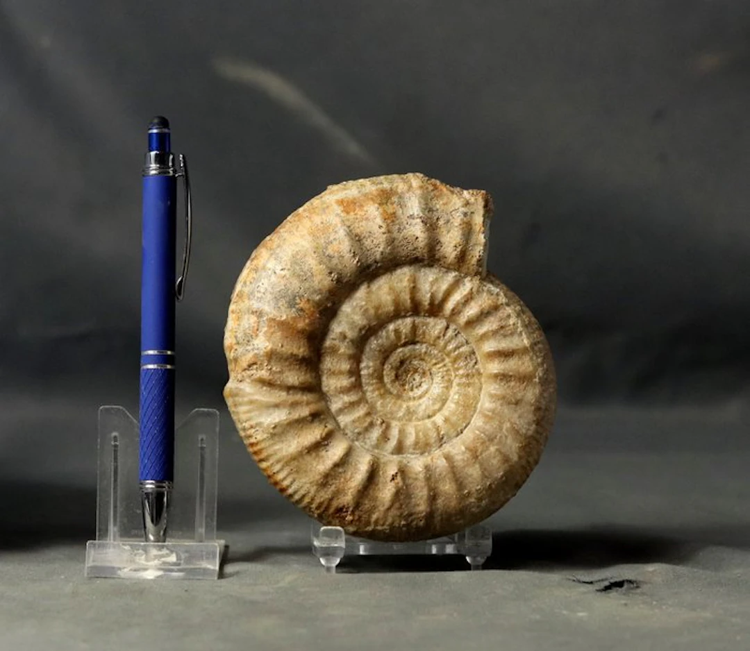 Fine Ammonite - Fossilised animal - Collotia discus (...