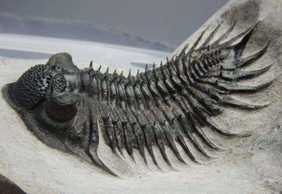 Spiny Trilobite - Fossil skeleton - Super grand DELORE...