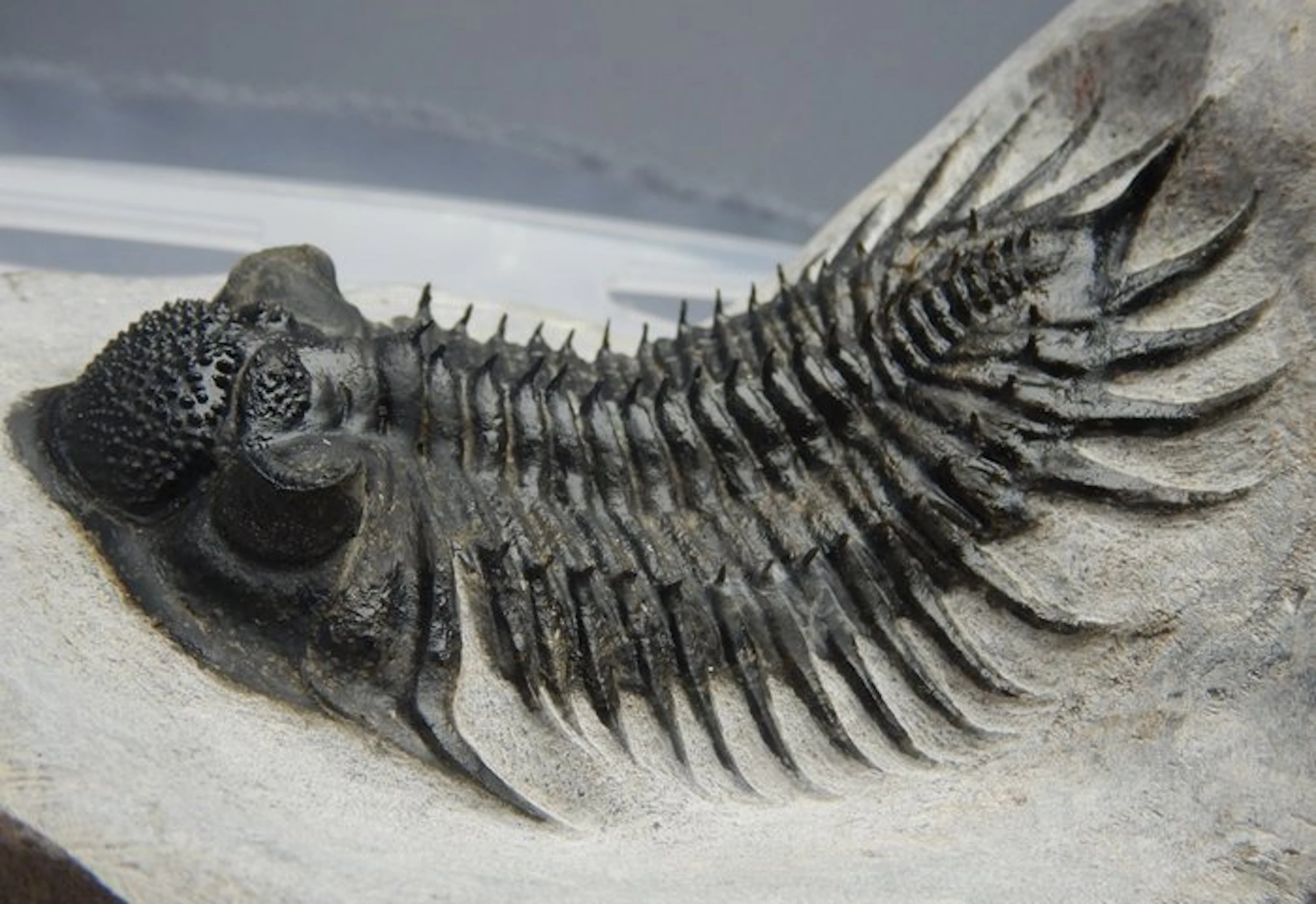 Spiny Trilobite - Fossil skeleton - Super grand DELORE...