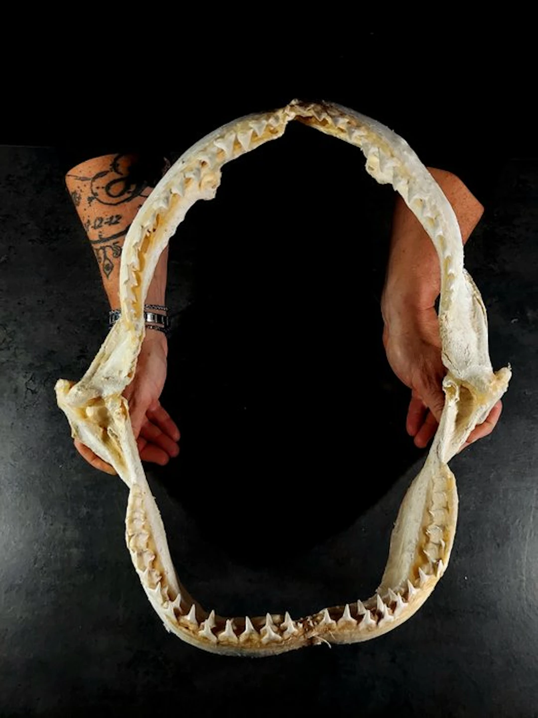 huge jaw of an oceanic white-tip shark Taxidermy full...