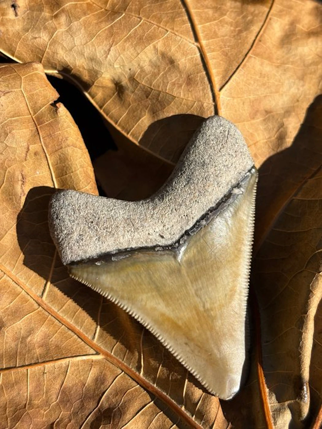 Megalodon - Fossil tooth - Otodus Megalodon - 6.2 cm