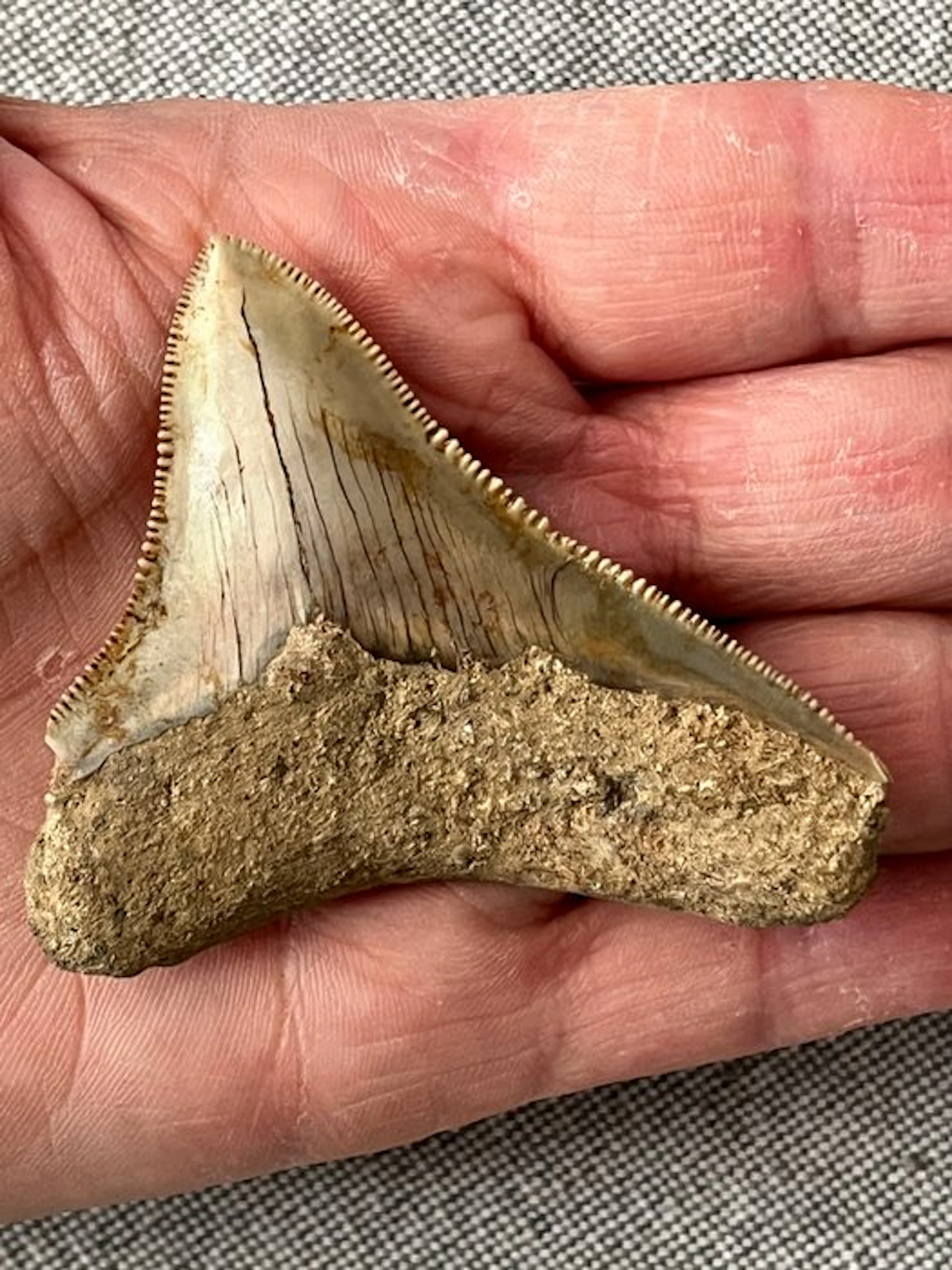 Megalodon tooth 6,8 cm - Fossil tooth - Carcharocles...