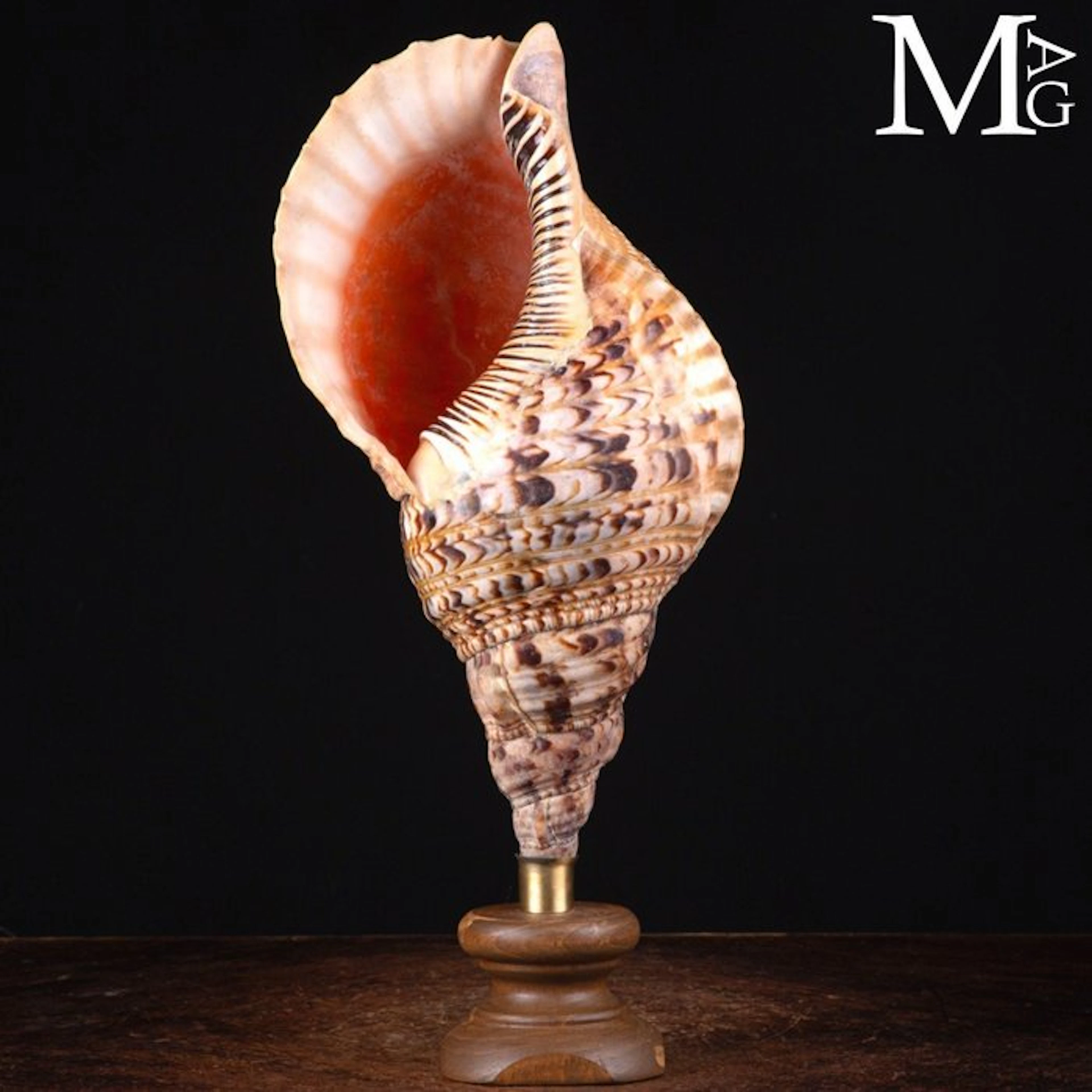Shells of the Charonia Genus - Elegant Wood and Brass...