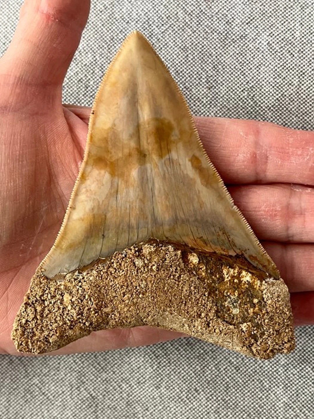 Megalodon tooth 11,5 cm - Fossil tooth - Carcharocles megalodon