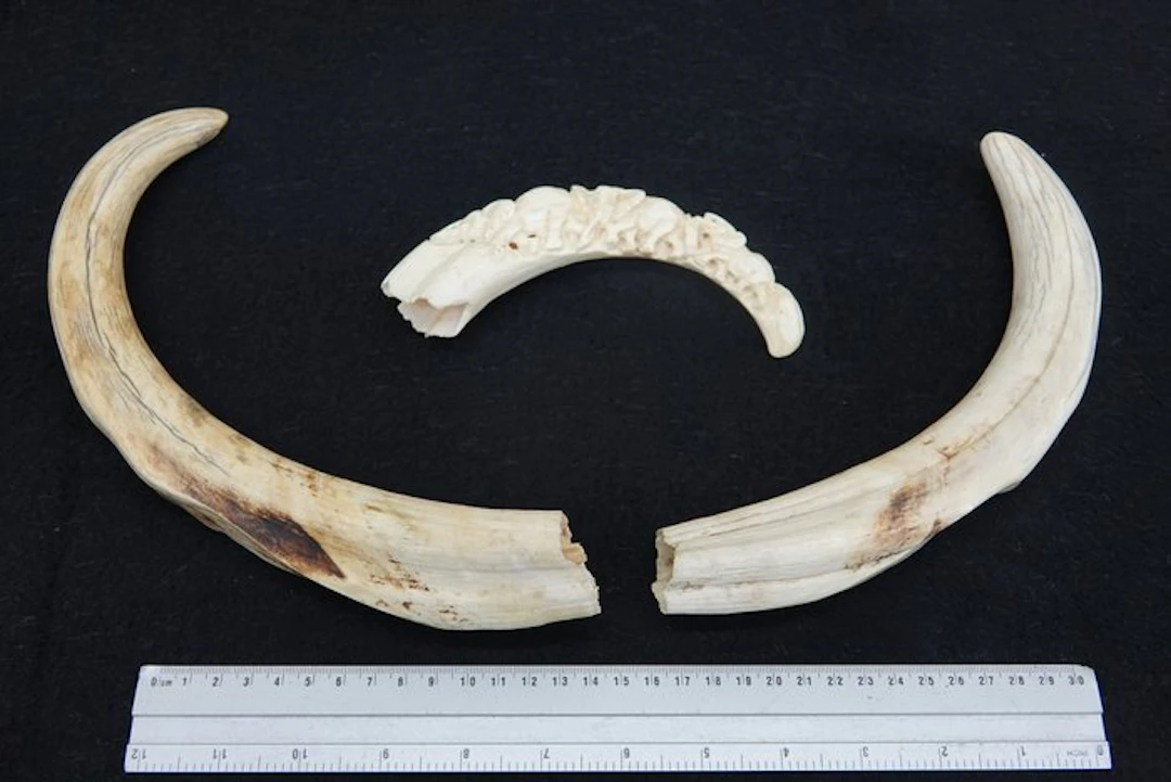 X-Large African warthog tusks