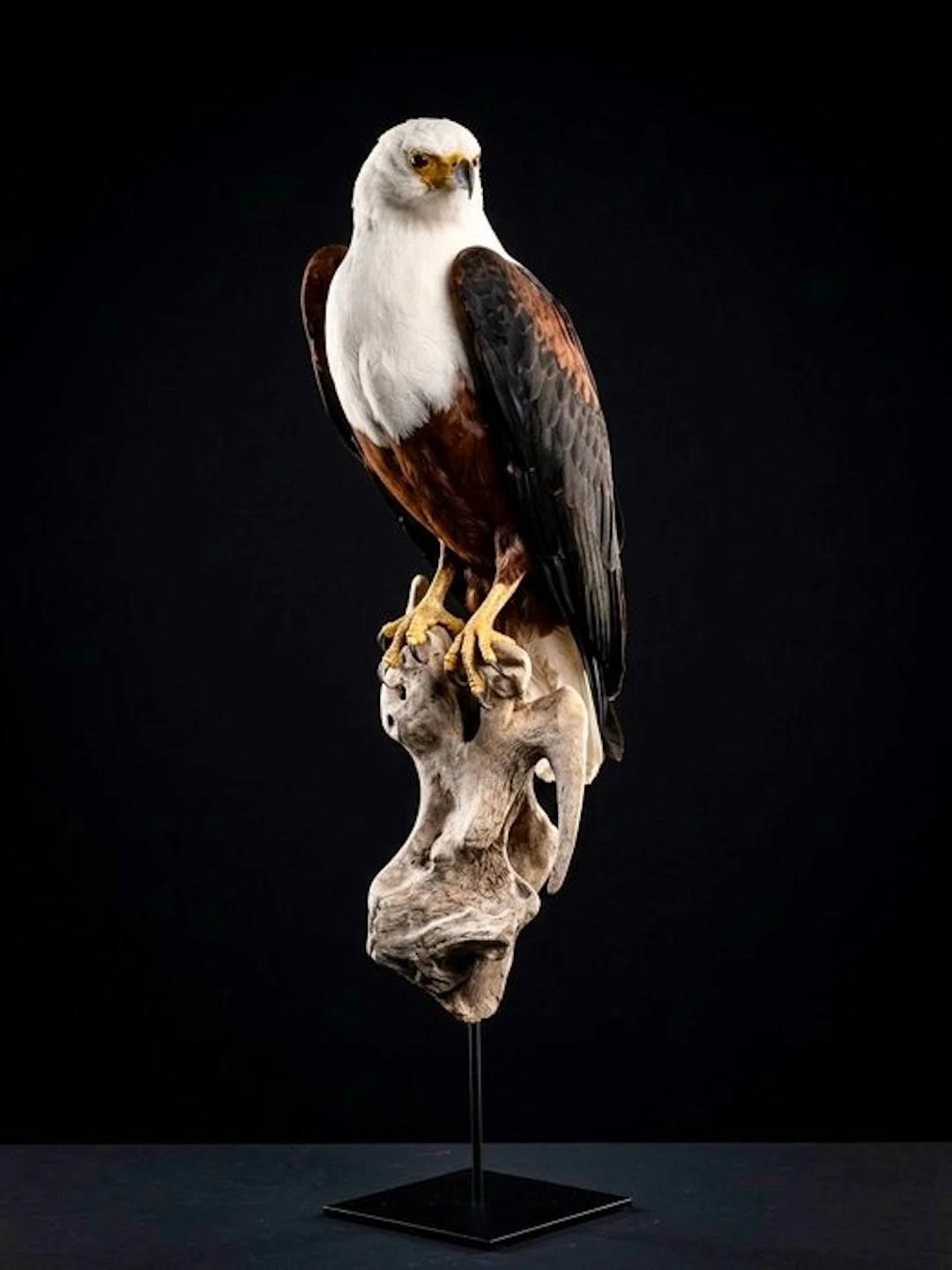 Eagle Taxidermy full body mount - Icthyophaga vocifer...