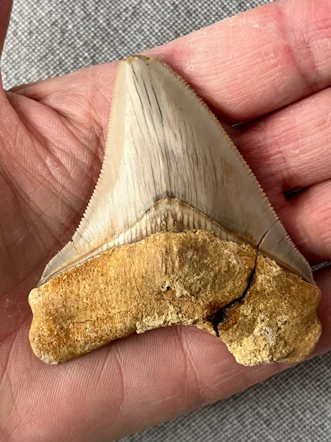 Megalodon tooth 7,8 cm - Fossil tooth - Carcharocles...