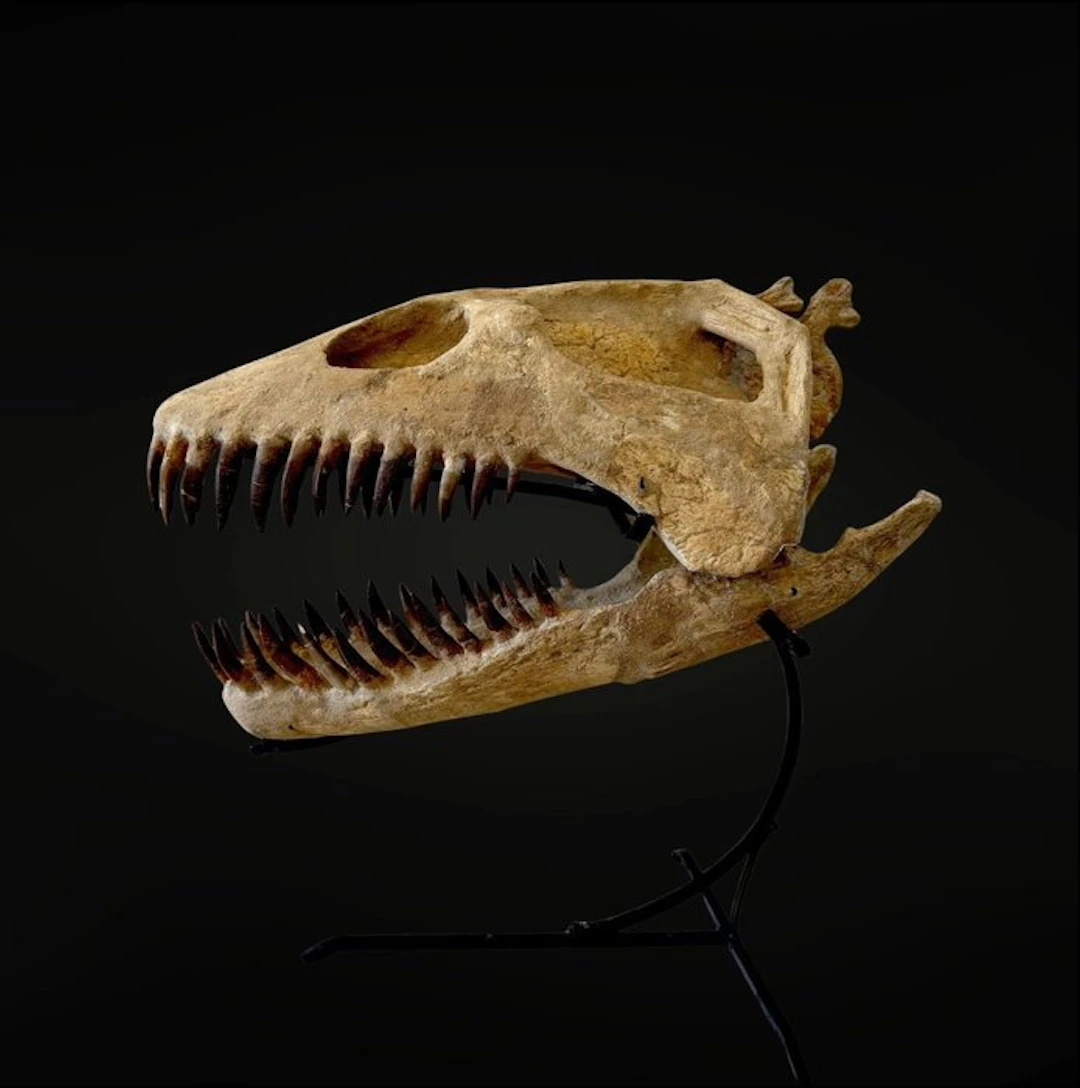 Plesiosaur - Fossil skull - Zarafasaura oceanis - 48 cm - 50 cm