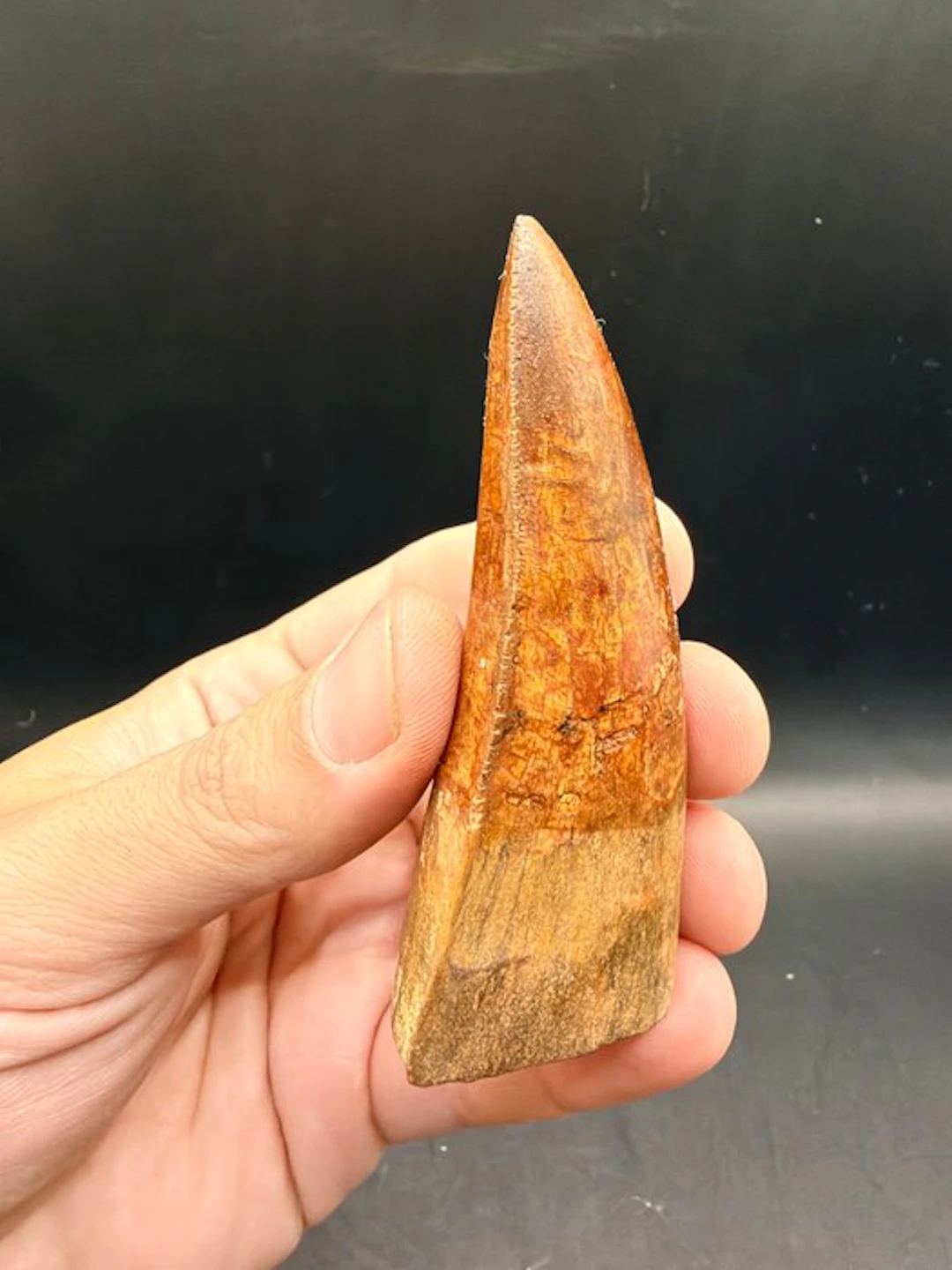 Dinosaur - Fossil tooth - carcharodontosaurus saharicus - 8.6 cm