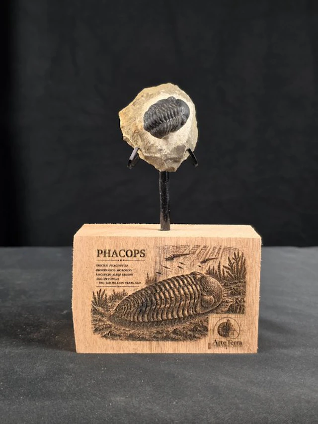 Trilobite - Fossilised animal - Phacops (No reserve price)