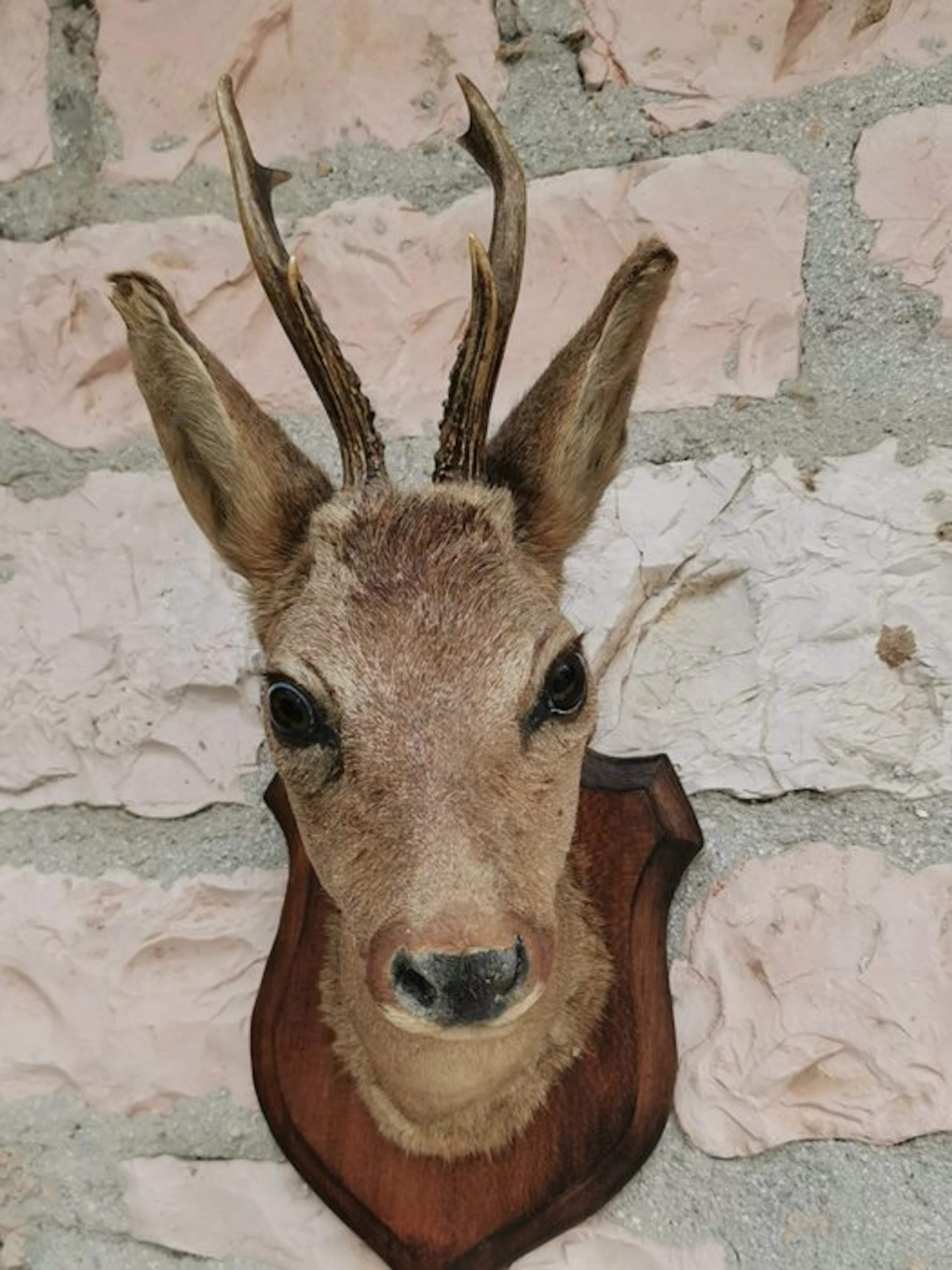 Hunting trophy