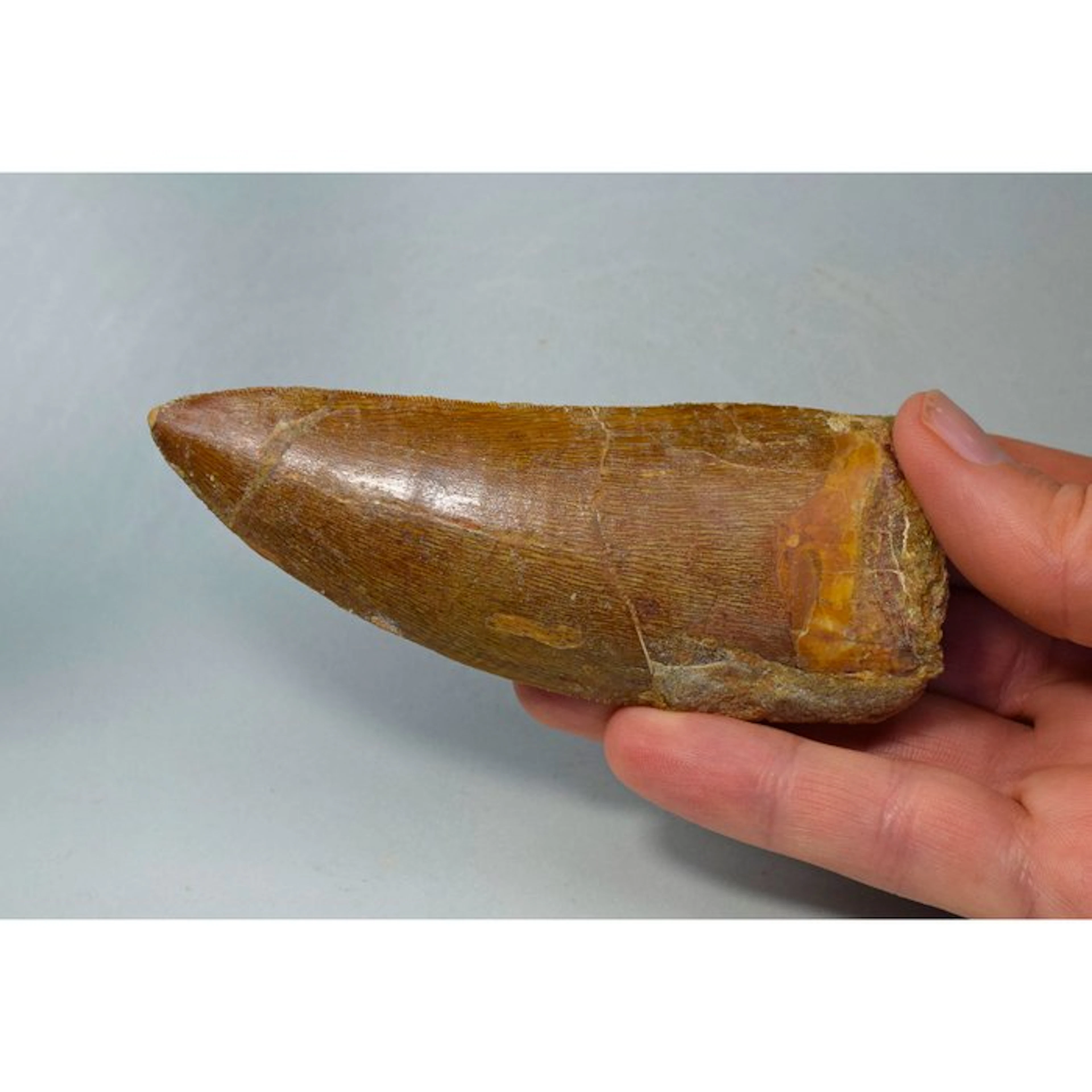 Dinosaur - Fossil tooth - Carcharodontosaurus saharicus - 10.8 cm