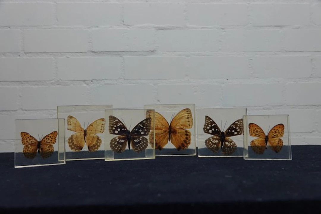 Butterfly in resin Taxidermy wall mount - various...
