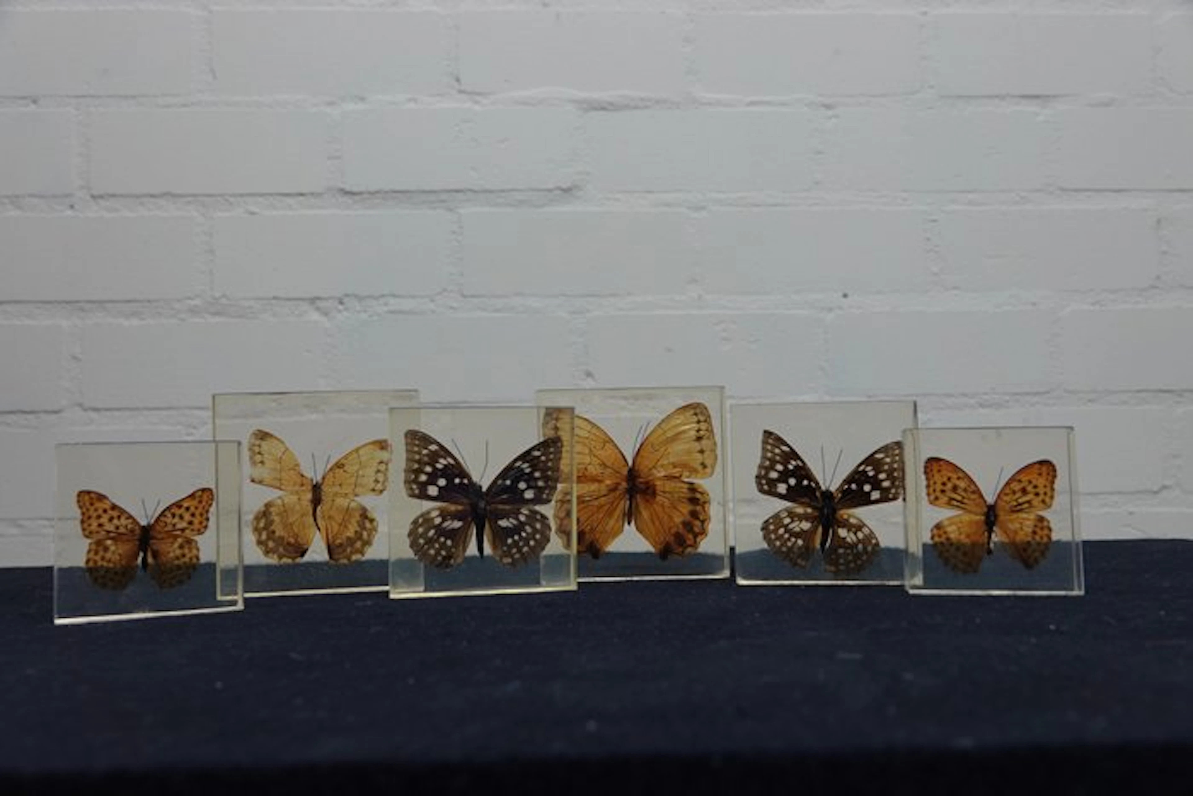 Butterfly in resin Taxidermy wall mount - various...